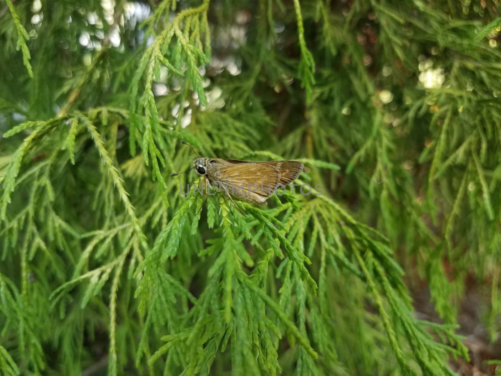 brown moth insect with wings on branch of green tree