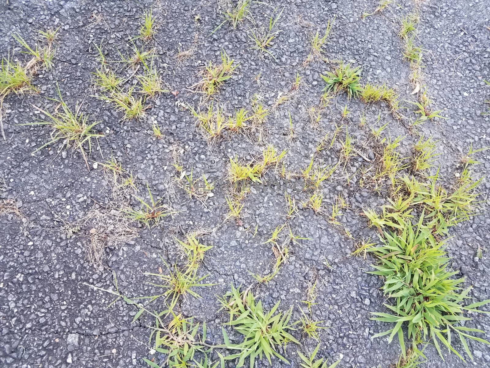 asphalt or pavement with weeds and grasses and cracks