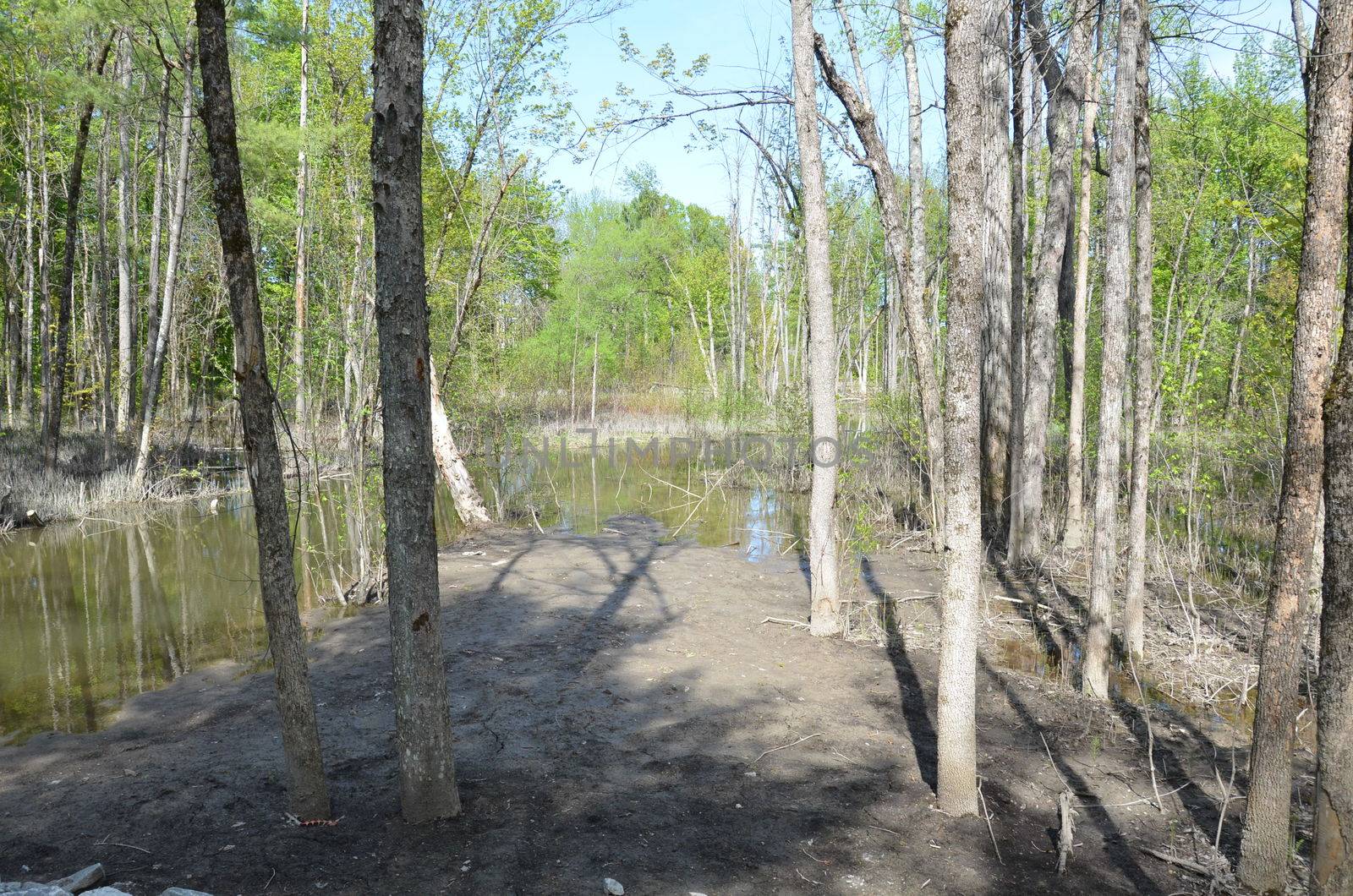 water in flooded forest with trees and branches and mud