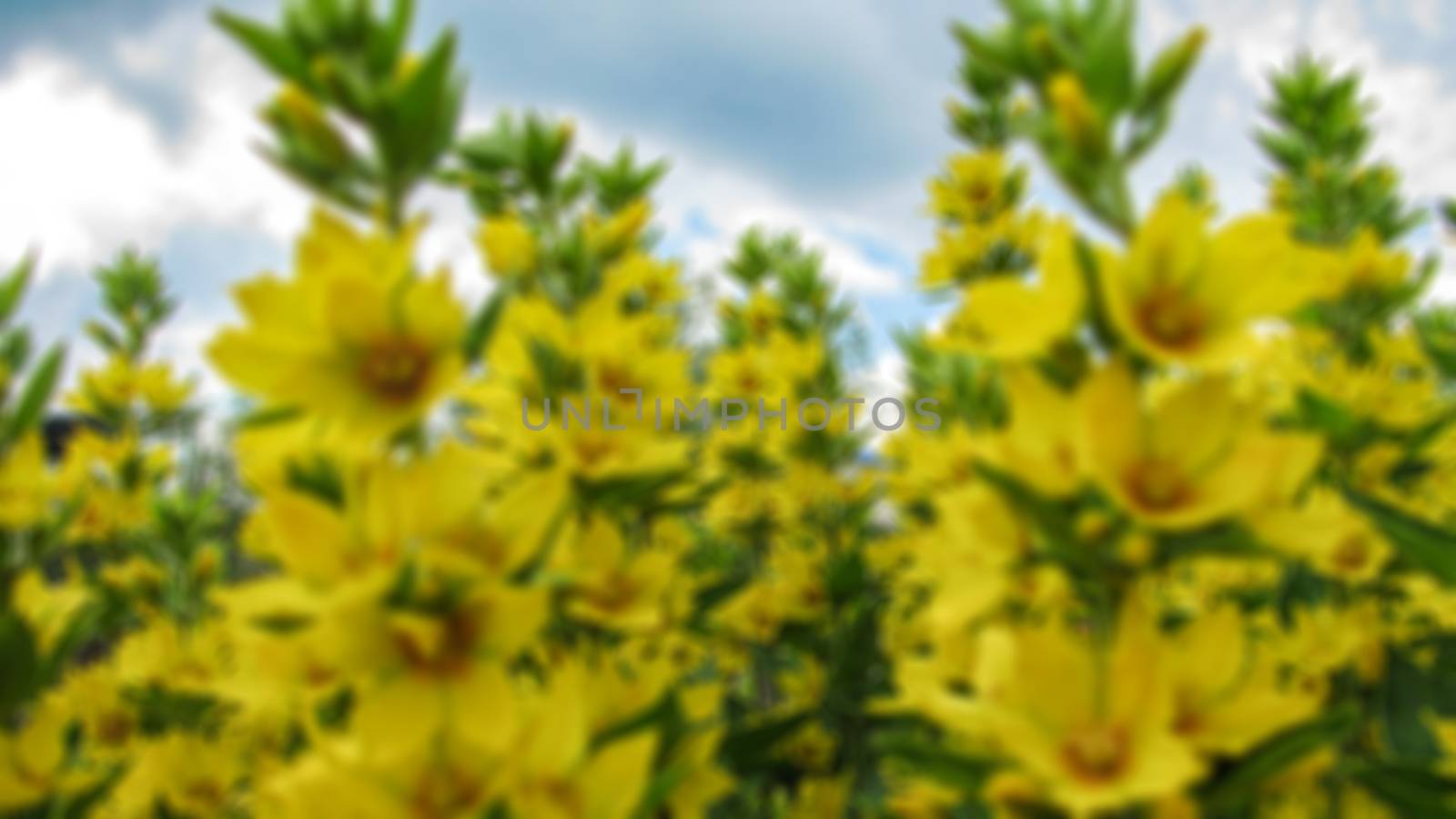 Creative theme of blooming flowers with a blurred background and bokeh elements for the background, screen saver or panel. Can be used for decoration purposes.