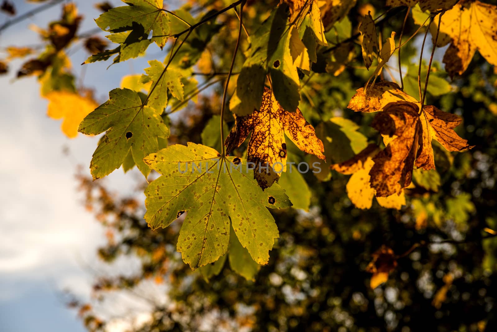 maple tree in autumnal colors in back light