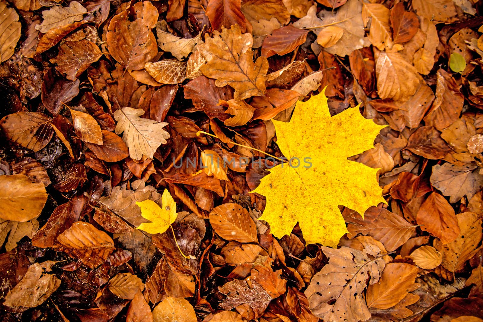 maple leaf in autumnal colors on a forest floor by Jochen