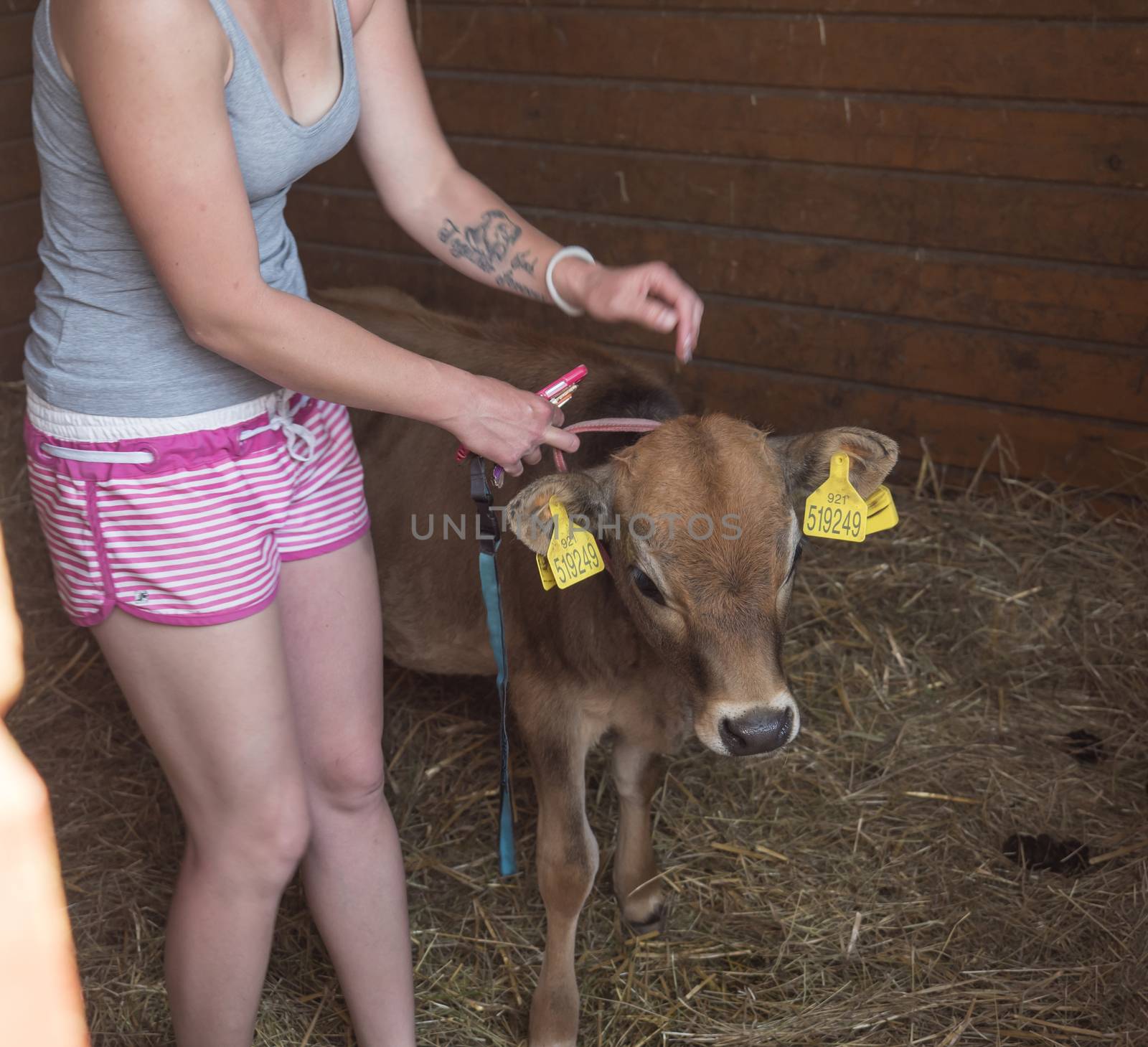 yong woman in shorts bringing out cute young ginger calf small from his stall. selective focus. by Henkeova
