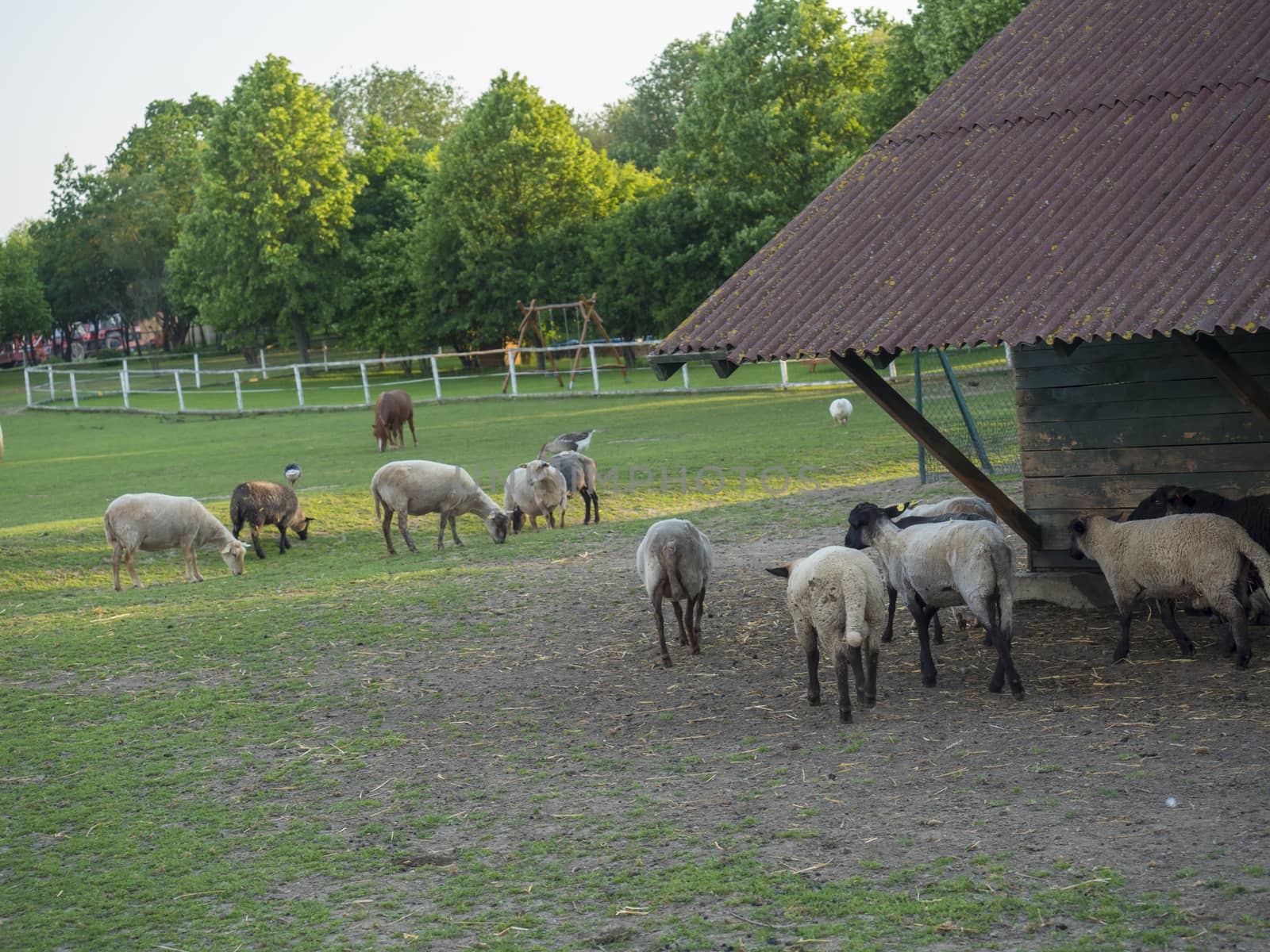 fluffy cute sheep walking from wooden farm house cote stable, in countryside with puddle grass, tree and forest background, rural scene.