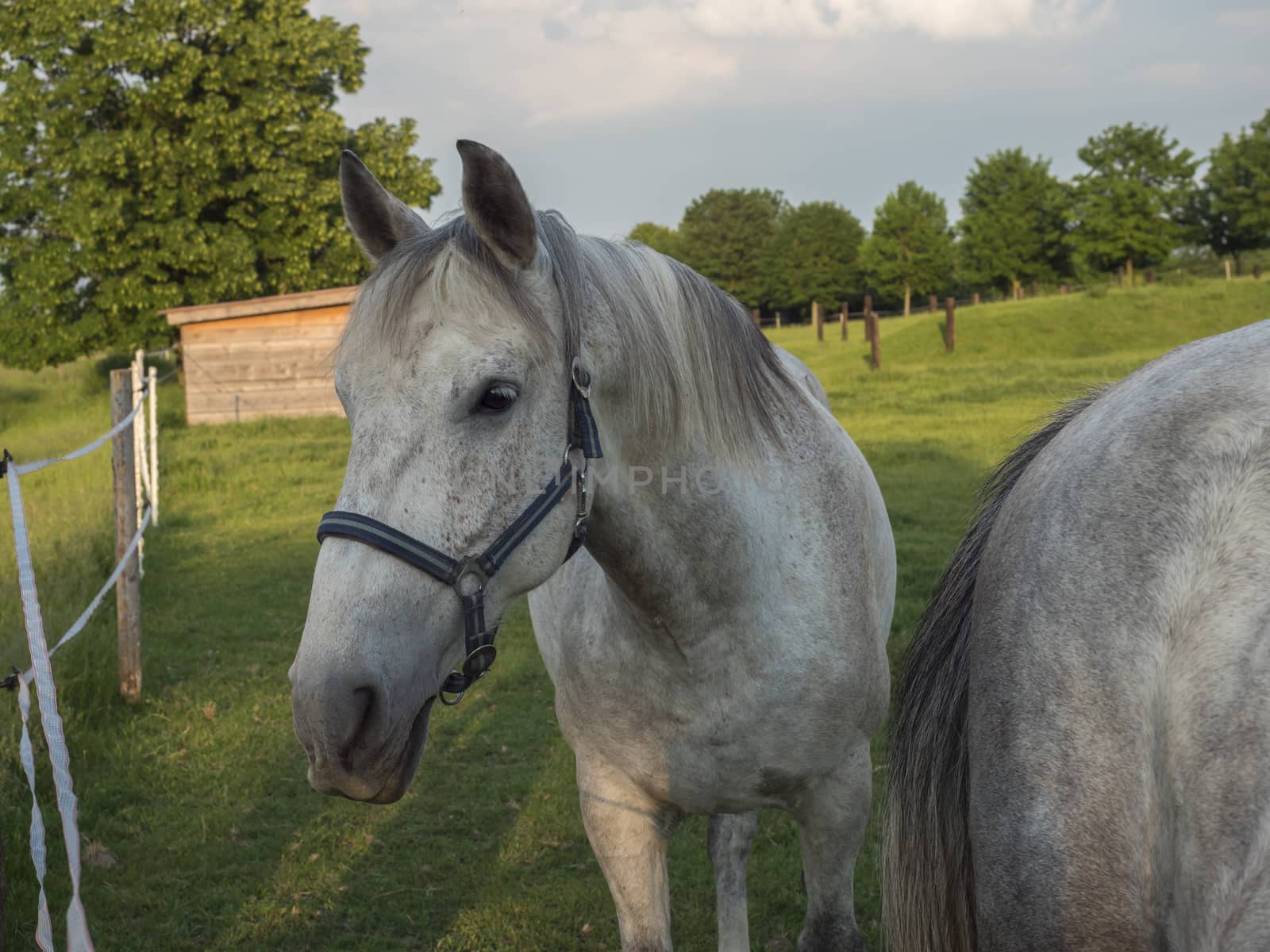 portrait of standing white Kladruber horse Equus bohemicus on green pasture corral oldest Czech horse breed, one of the world's oldest by Henkeova