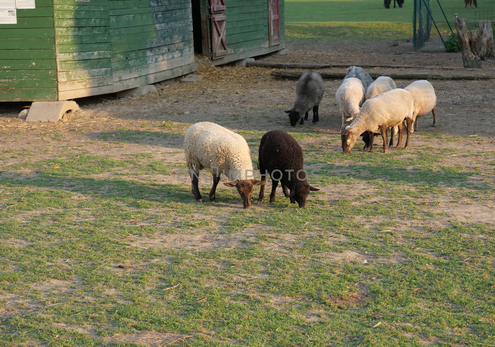 fluffy cute sheep grazing infront of wooden farm house cote stable, in countryside with puddle grass, tree and forest background, rural scene.