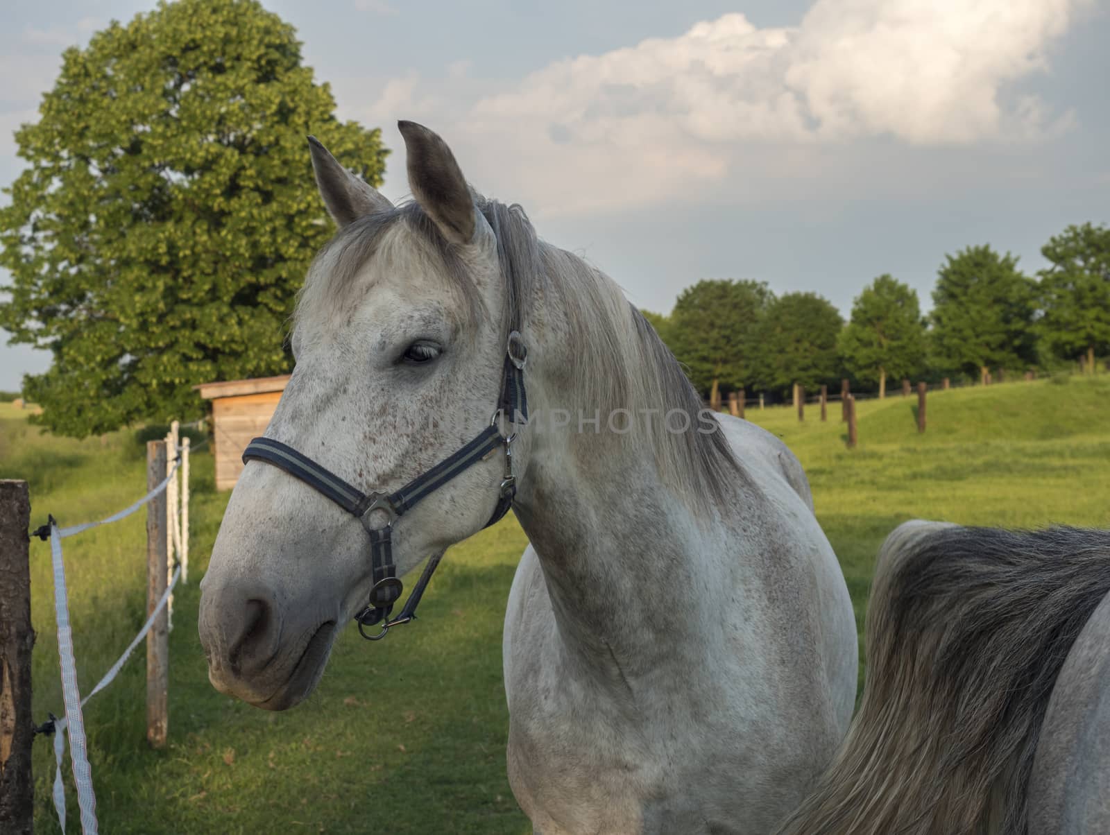 portrait of standing white Kladruber horse Equus bohemicus on green pasture corral oldest Czech horse breed, one of the world's oldest by Henkeova