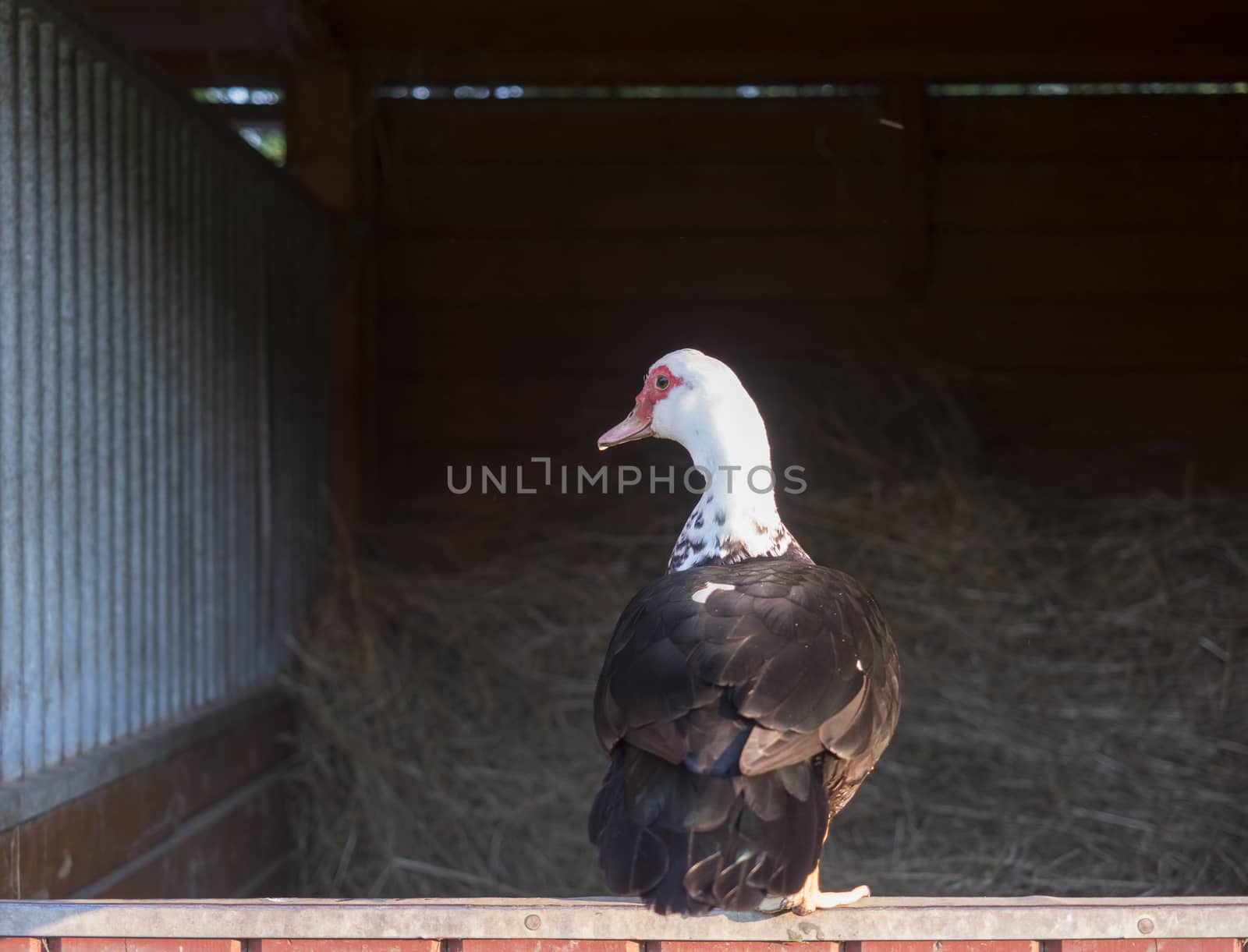 Muscovy duck Muscovy duck Cairina moschata standing on wooden orange stable window