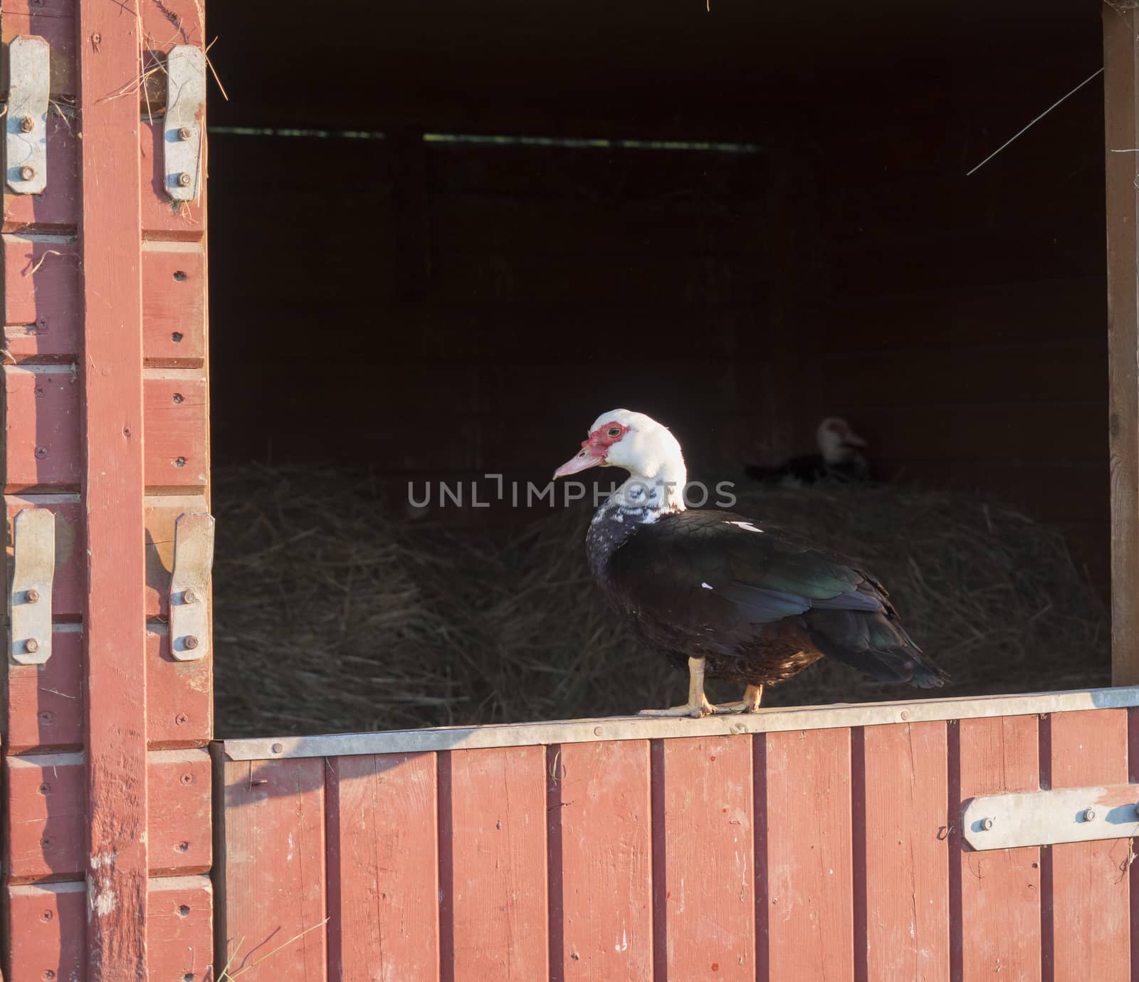 Muscovy duck Muscovy duck Cairina moschata standing on wooden orange stable window. by Henkeova