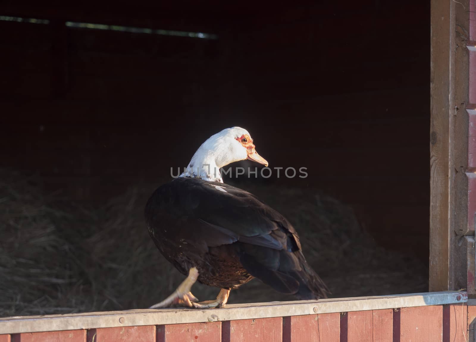 Muscovy duck Muscovy duck Cairina moschata standing on wooden orange stable window