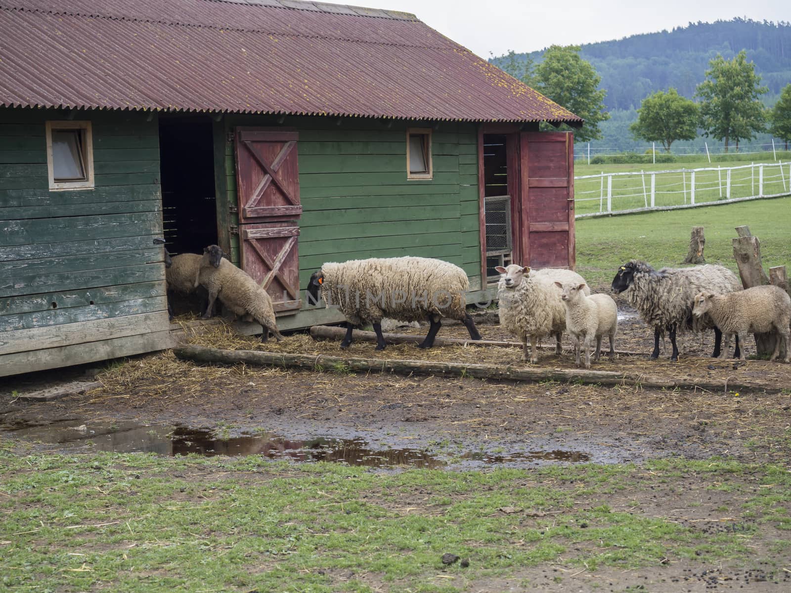 fluffy cute sheep walking hide to the old wooden farm house cote stable, in countryside with puddle grass, tree and forest background, rural scene