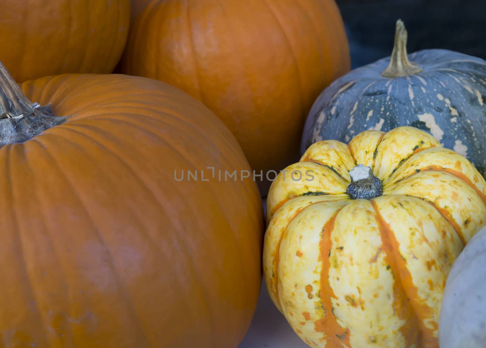 Close up different varieties of squashes and pumpkins. Colorful vegetables autumn harvest. Halloween background.