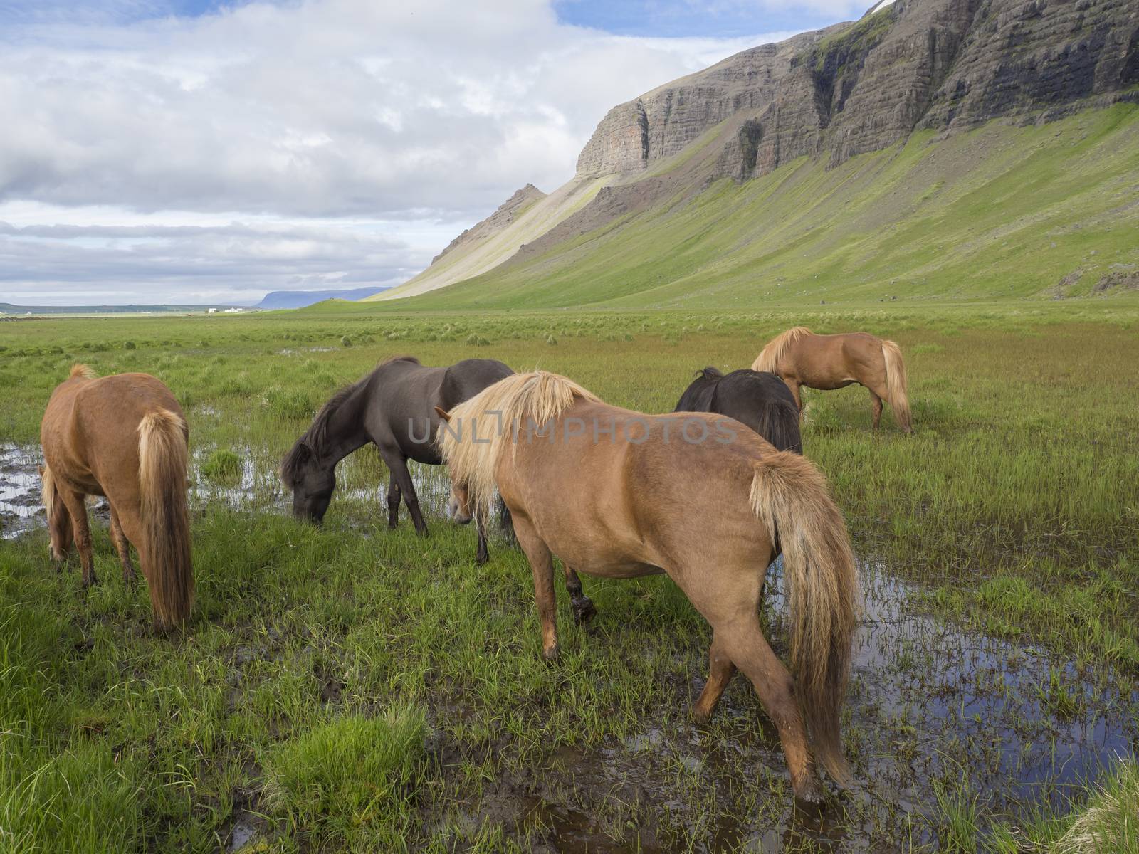 Group of Icelandic horses grazing on a green grass field with water puddles, hills and blue sky clouds background, in summer Iceland