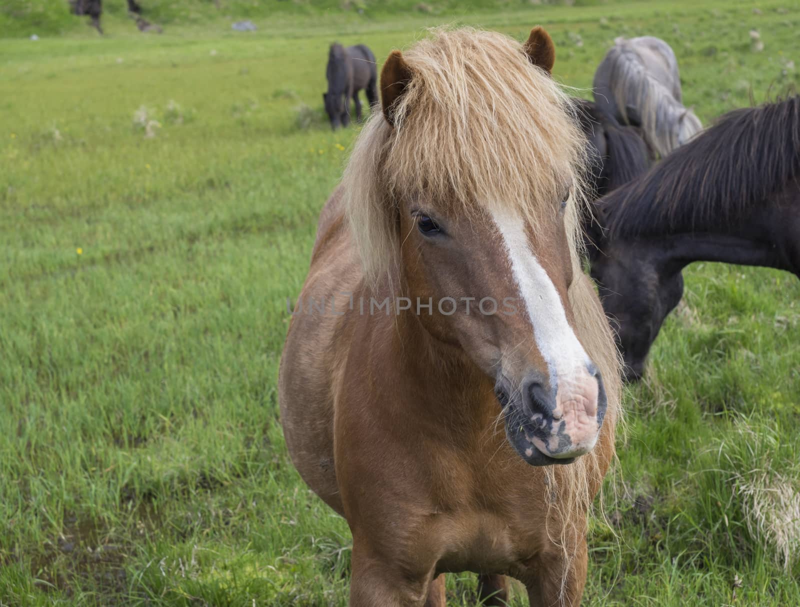 head portrait of standing Icelandic horse grazing on a green grass field, in summer Iceland, focus on horse head