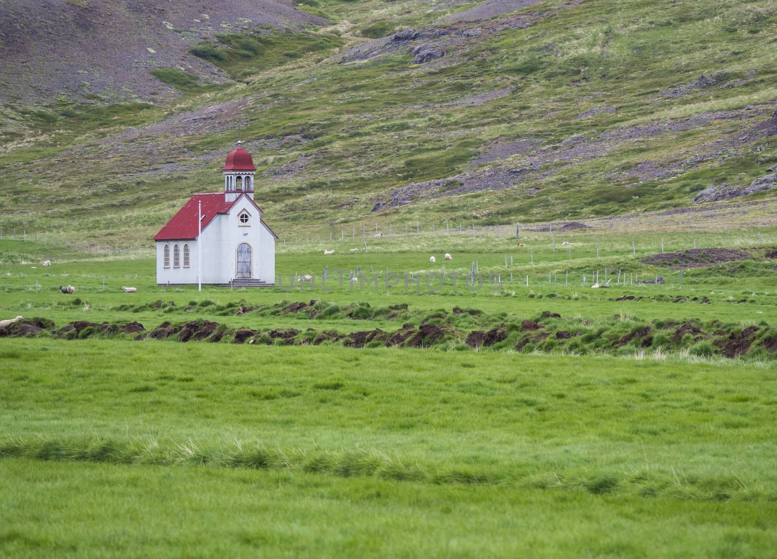 Old small white red roof church on green grass meadow, sheep and hills, south island