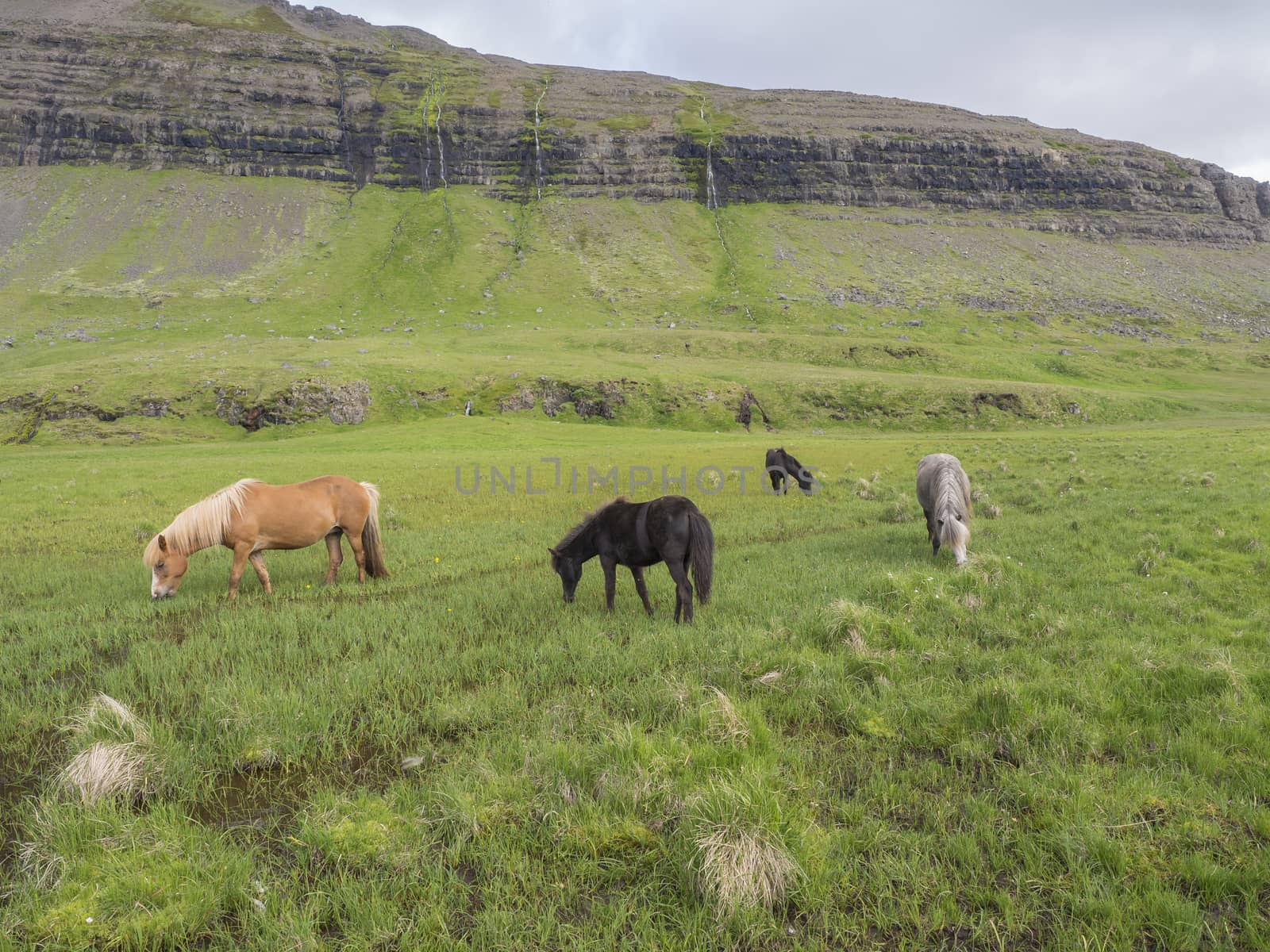 Group of Icelandic horses grazing on a green grass field with water puddles, hills and blue sky clouds background, in summer Iceland by Henkeova