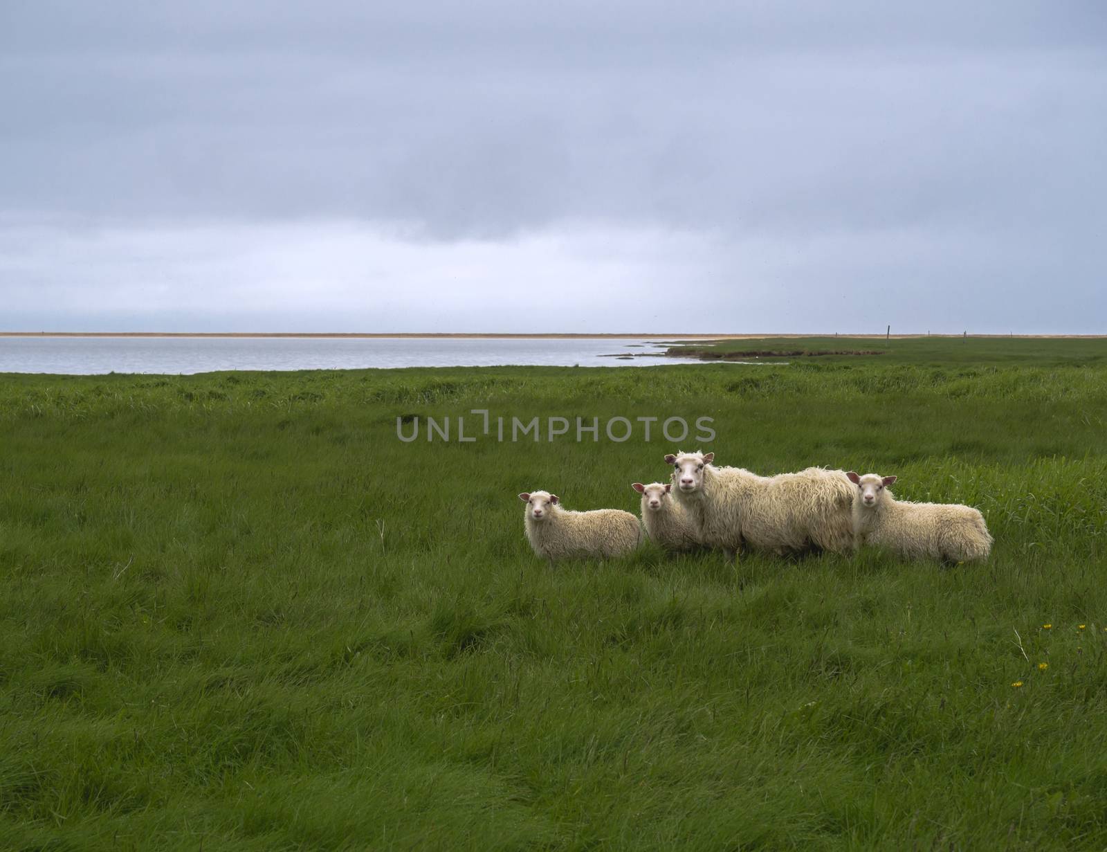 group of four icelandic sheep, mother and lamb on green grass meadow, blue sky and red sand beach, west fjords, Iceland