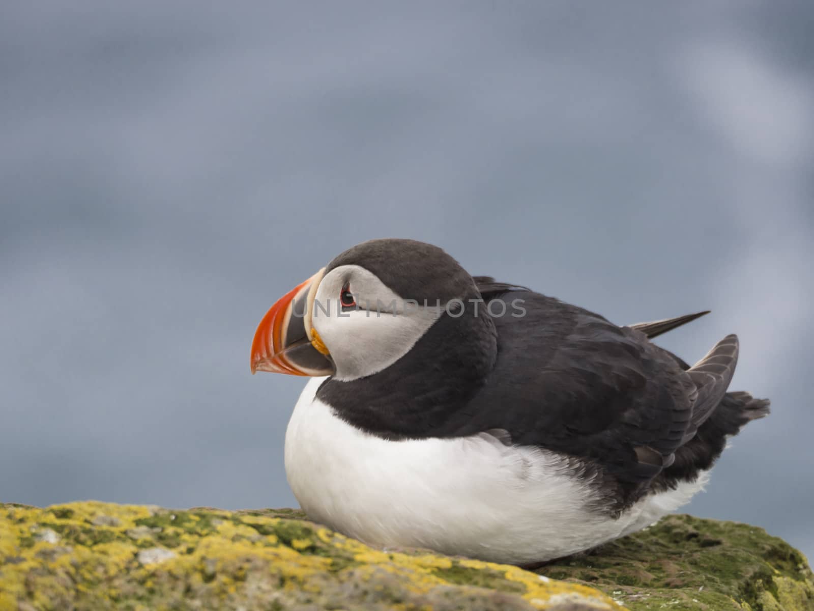 single close up Atlantic puffin (Fratercula arctica) sitting on rock of Latrabjarg bird cliffs, blue sea bokeh background, selective focus, copy space by Henkeova