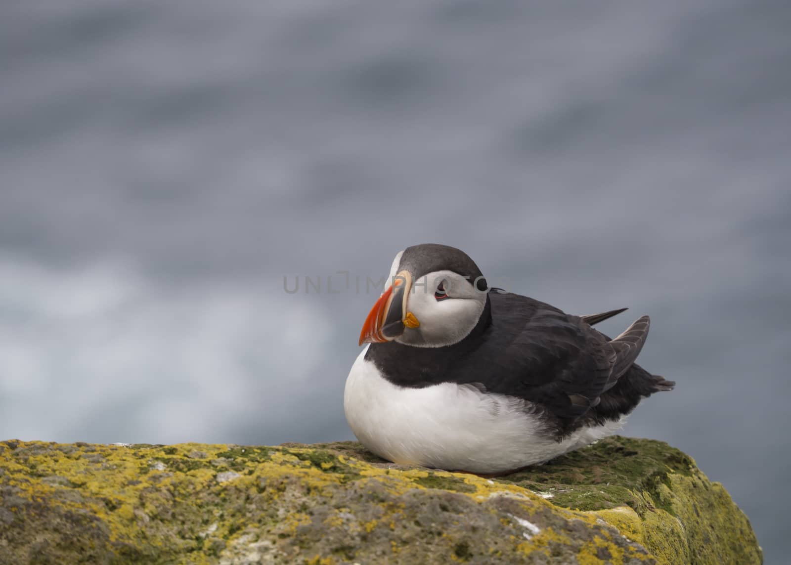single close up Atlantic puffin (Fratercula arctica) sitting on rock of Latrabjarg bird cliffs, green grass and sea background, selective focus, copy space