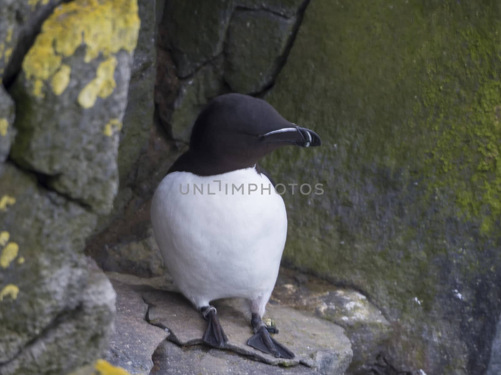 single close up Razorbill (Alca torda) standing on rock of Latrabjarg bird cliffs, rock and stone background, selective focus, copy space