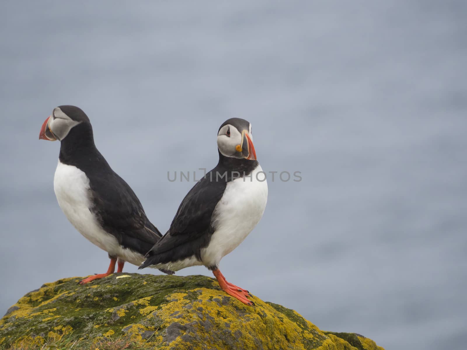 couple of close up Atlantic puffins Fratercula arctica standing on rock of Latrabjarg bird cliffs, white flowers, blue sea background, selective focus, copy space by Henkeova