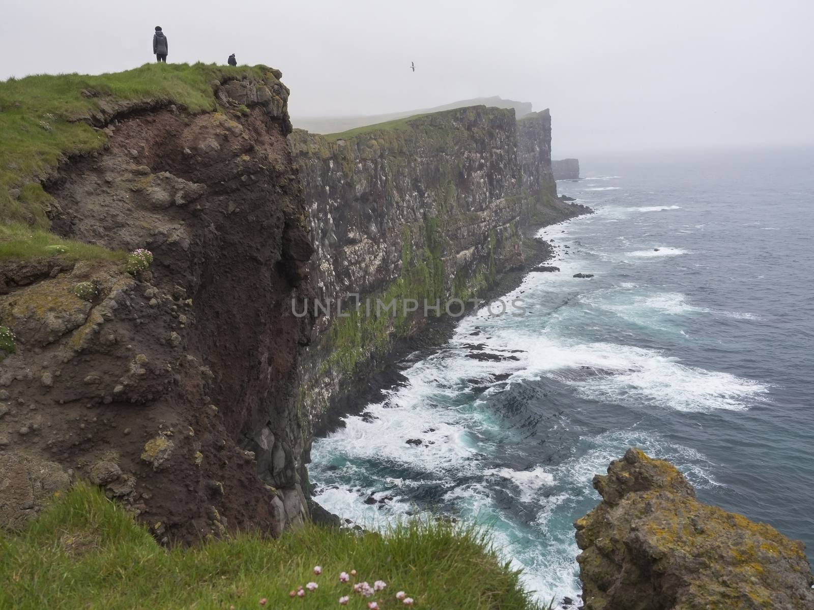 Beautiful Latrabjarg cliffs, Europe's largest bird cliff and home to millions of birds with two people standing on the cliff, ocean waves and pink flowers, Western Fjords of Iceland, selective focus by Henkeova