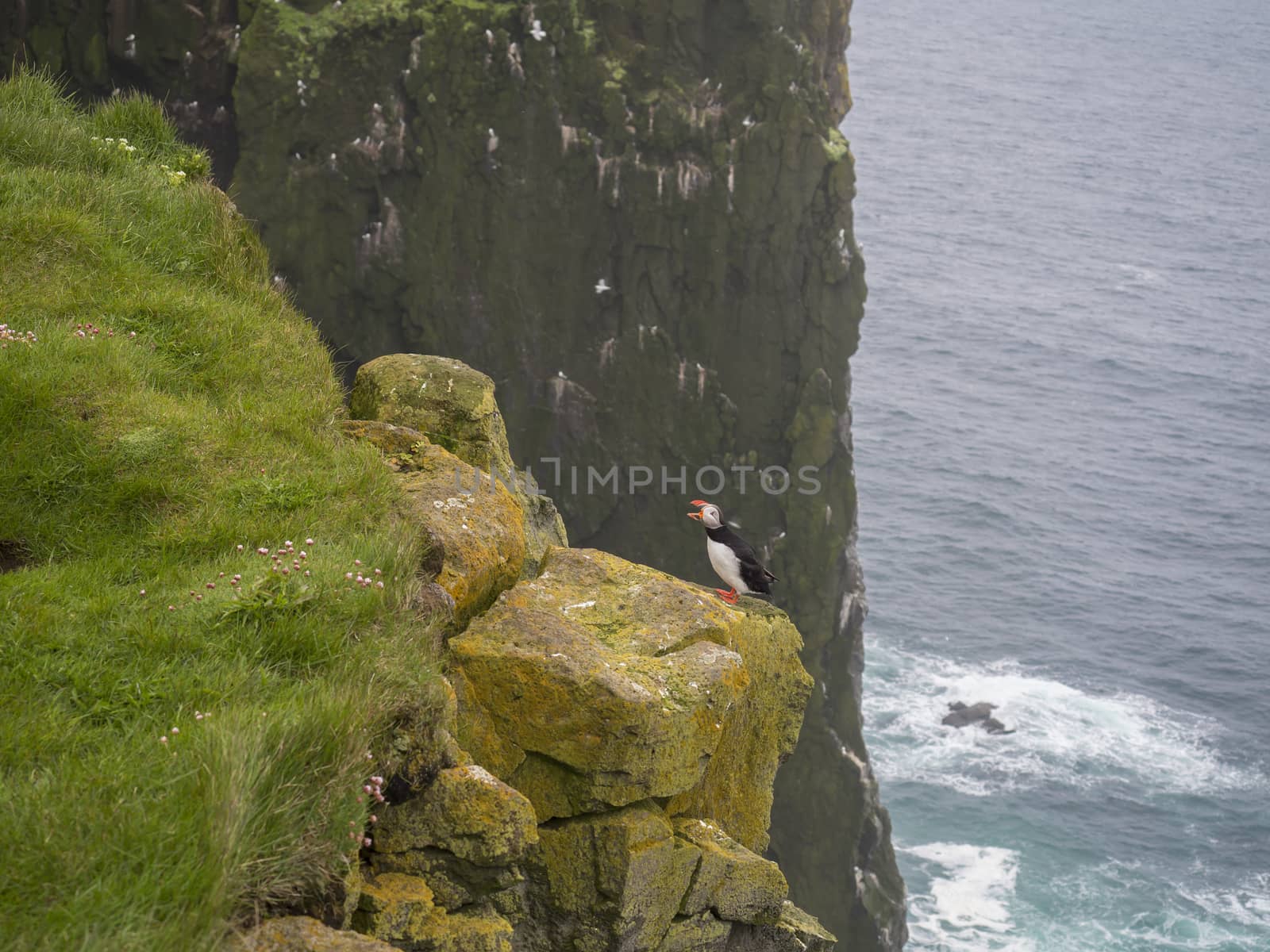 Shouting Atlantic puffin (Fratercula arctica) standing on rock of Latrabjarg bird cliffs, green grass, pink flowers and sea background, selective focus, copy space by Henkeova