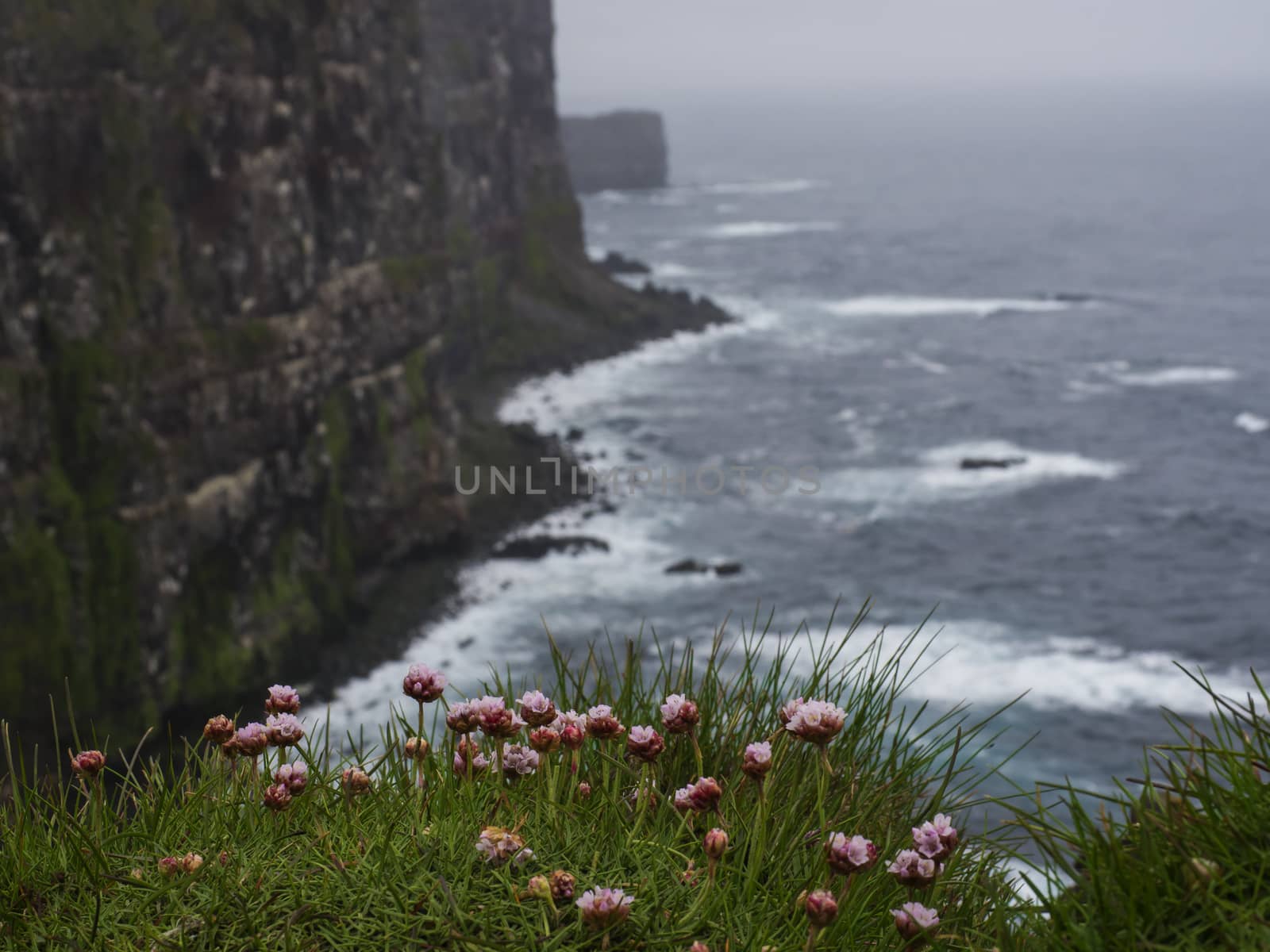 Sea pink flower Armeria maritima with view on beautiful Latrabjarg cliffs, Europe's largest bird cliff and home to millions birds, Western Fjords of Iceland, selective focus on sea thrift.