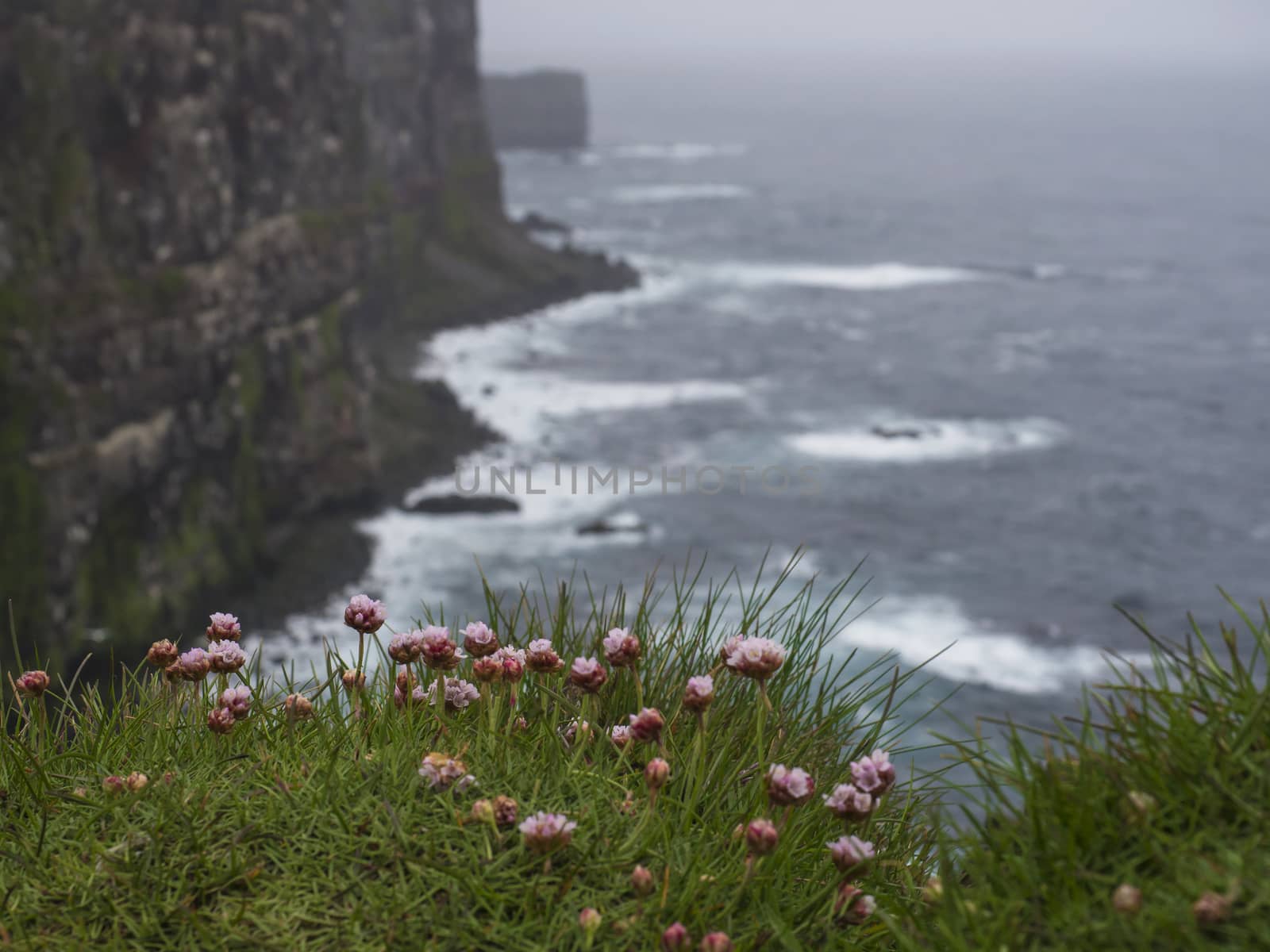 Sea pink flower (Armeria maritima) with view on beautiful Latrabjarg cliffs, Europe's largest bird cliff and home to millions birds, Western Fjords of Iceland, selective focus on sea thrift