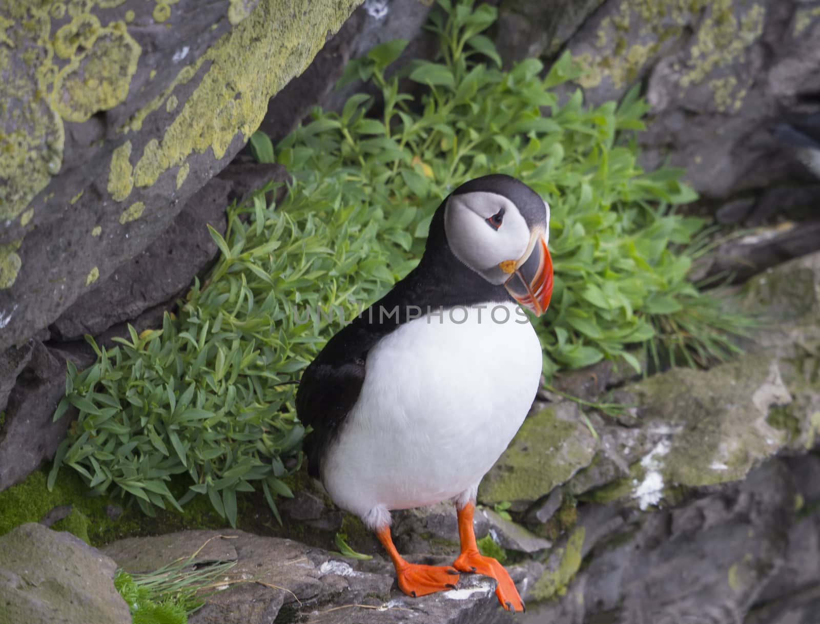 single close up Atlantic puffin (Fratercula arctica) standing on rock of Latrabjarg bird cliffs, green grass and stone background, selective focus, copy space