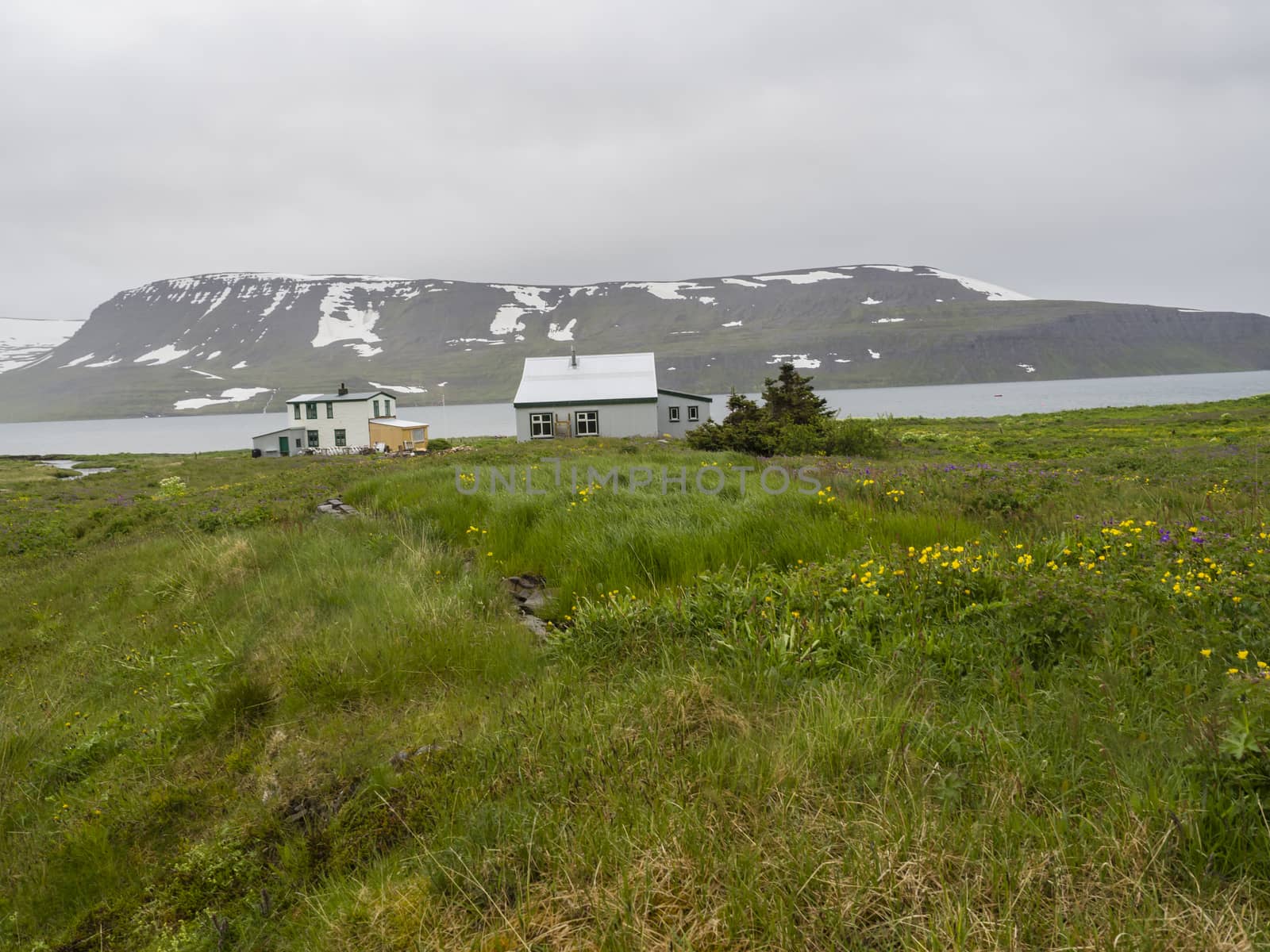View on abandoned village Heysteri in Iceland West fjords in remote nature reserve Hornstrandir, small white houses with lush green grass, fjords, ocean bay snow coverd hills and moody gray sky