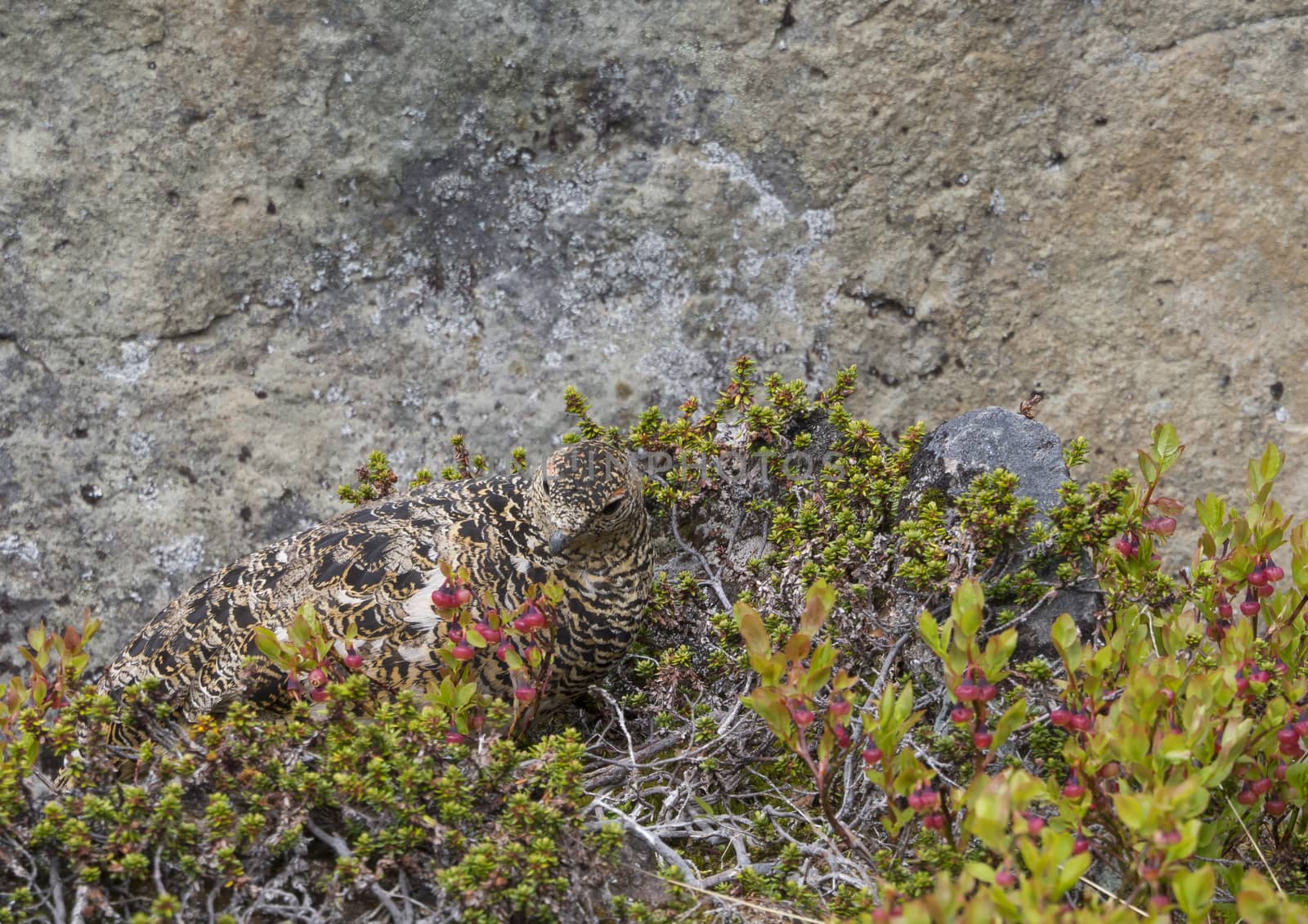 female rock ptarmigan (Lagopus muta) hiding between cranberry bush and stones in iceland nature reserve Hornstrandir in summer day