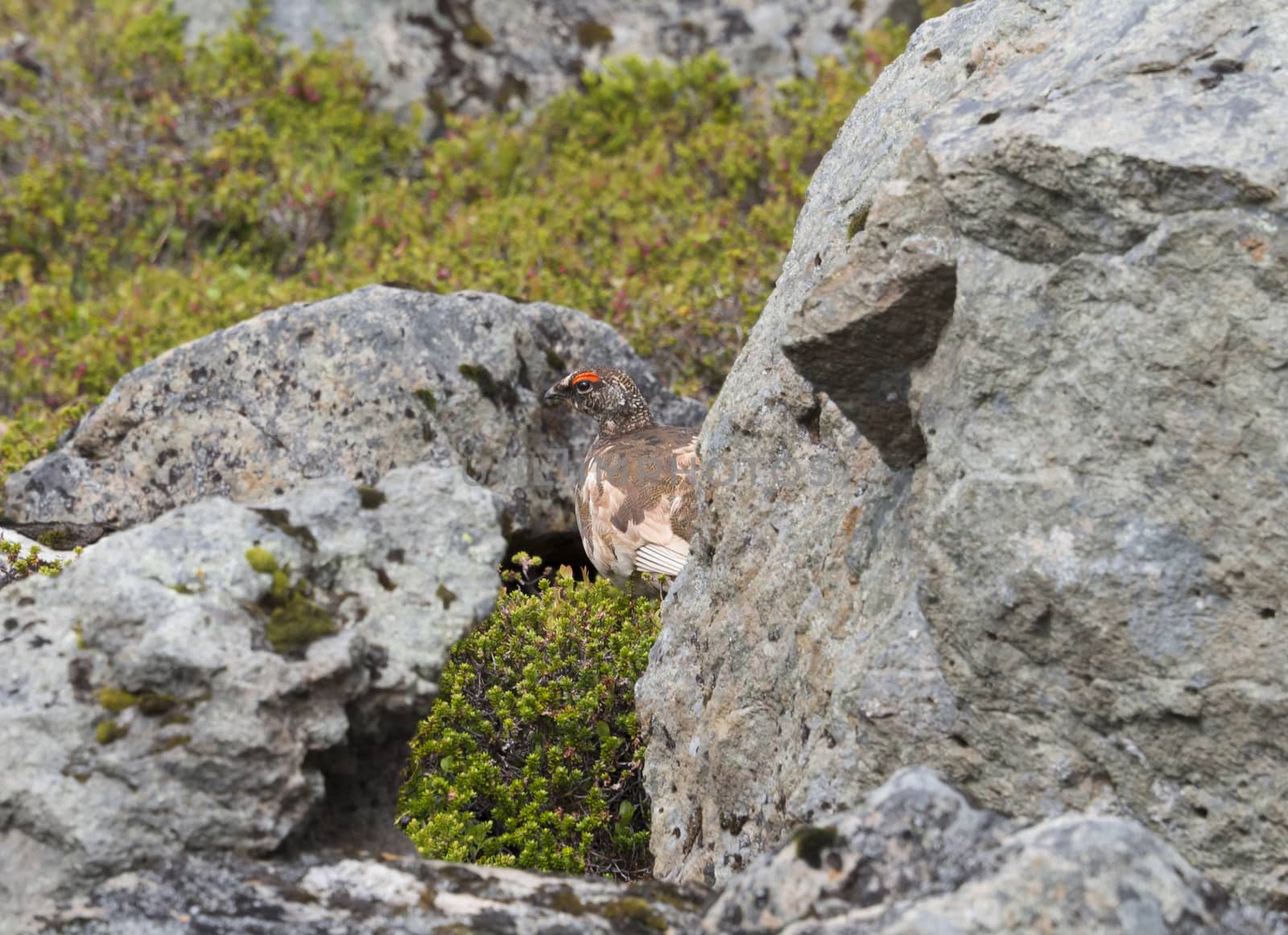 male rock ptarmigan (Lagopus muta) hiding between stones and bush in iceland nature reserve Hornstrandir in summer day