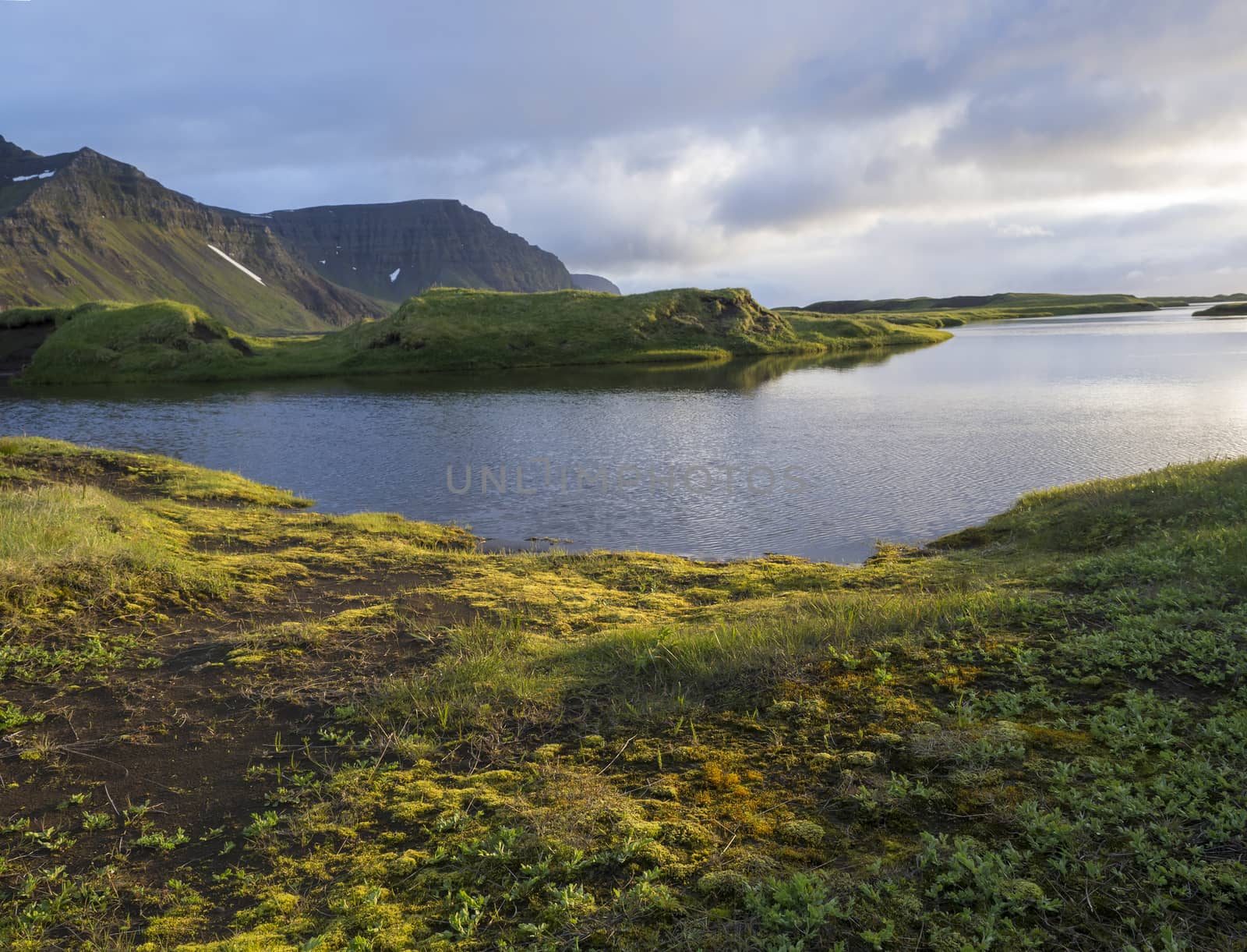 Northern landscape with green grass mossed creek banks in Hornstrandir Iceland, snow patched hills and cliffs, cloudy sky background, golden hour light, copy space