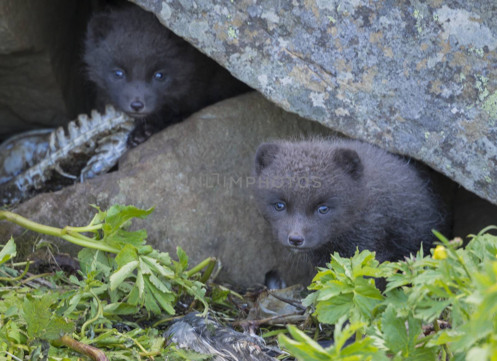 Two young playful arctic fox cub fox (Alopex lagopus beringensis) looking from their lair under stone, green grass plants foreground, summer in nature reserve in Hornstrandir, west fjords, Iceland, Selective focus by Henkeova