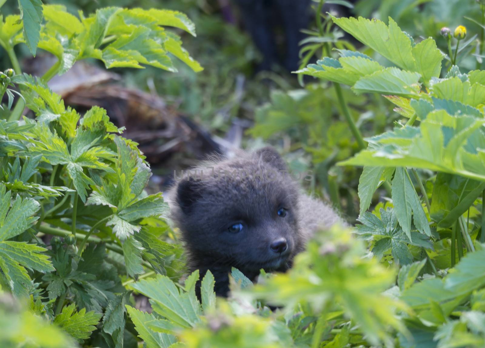 Close up cute cub of an arctic fox (Alopex lagopus beringensis) curiously looking from bright green grass with flowers, summer in nature reserve in Hornstrandir , westfjords, Iceland, Selective focus on fox face by Henkeova