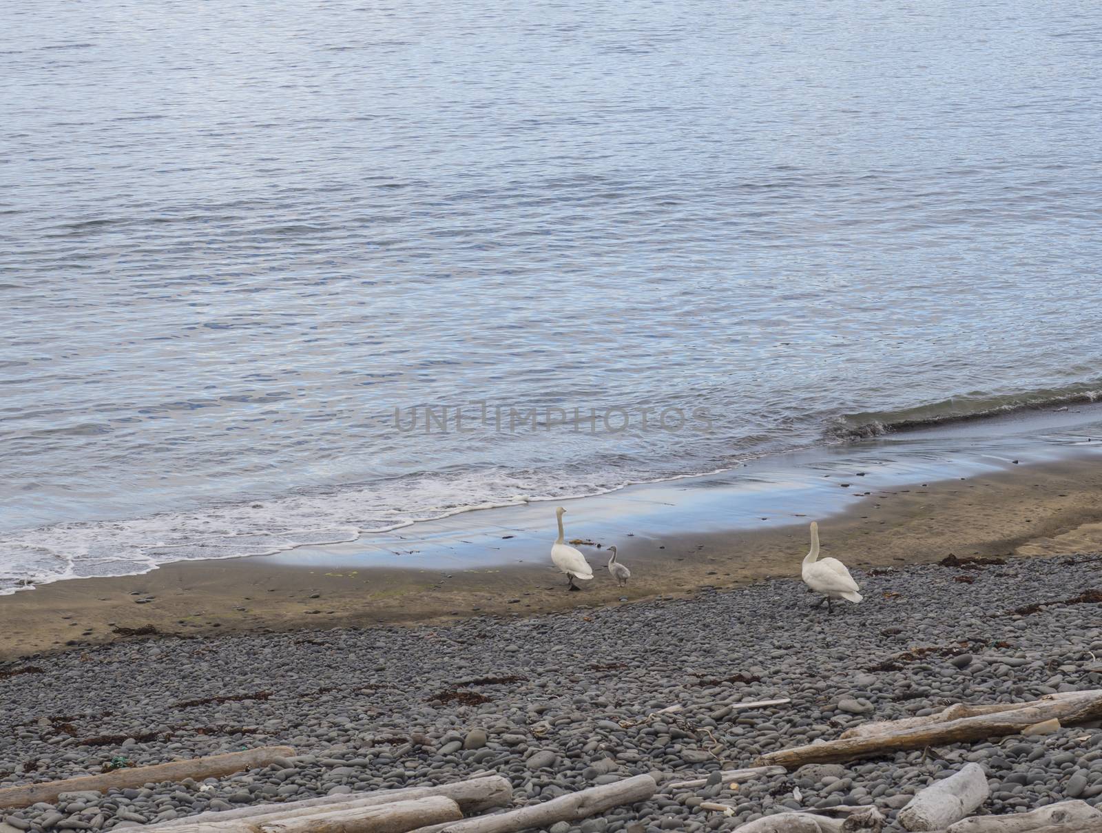 coupe of swam and little chick walking on sea shore with pebbles, iceland, hornstrandir