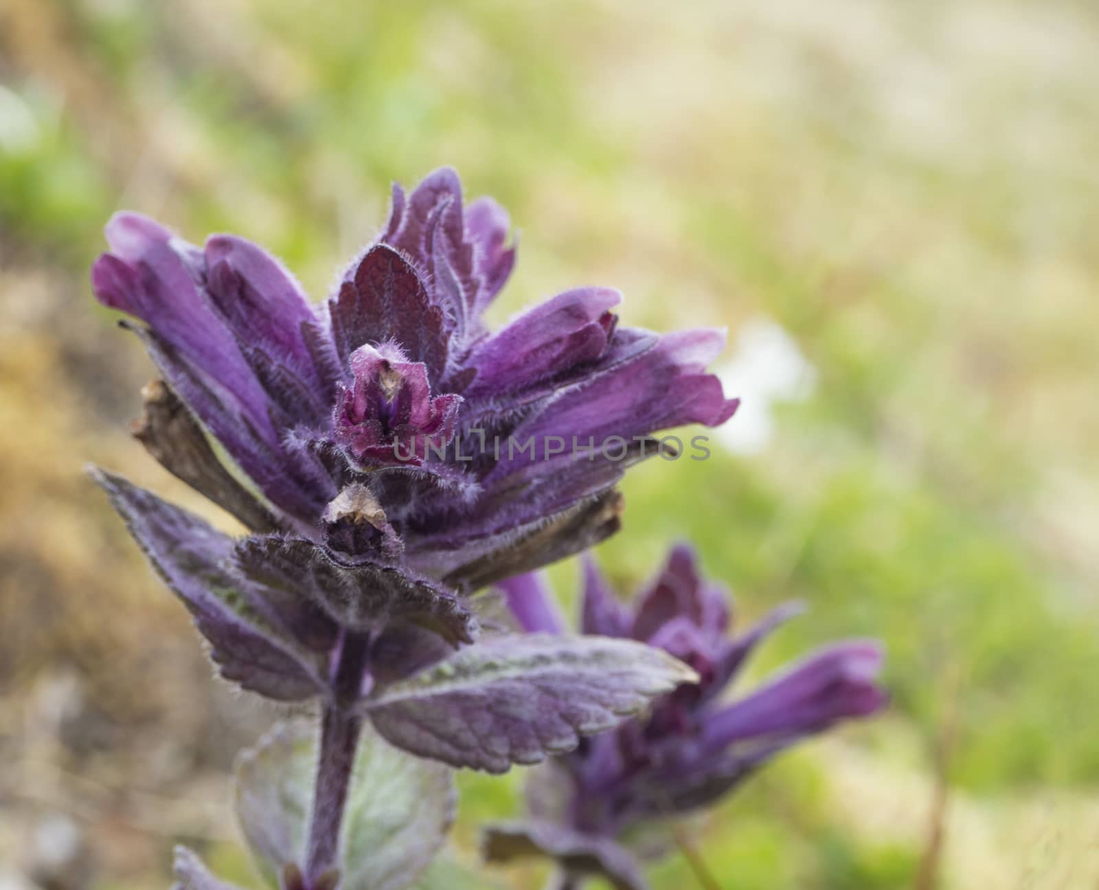 Close-up view of violet flower leaves in a summer day. Blured background