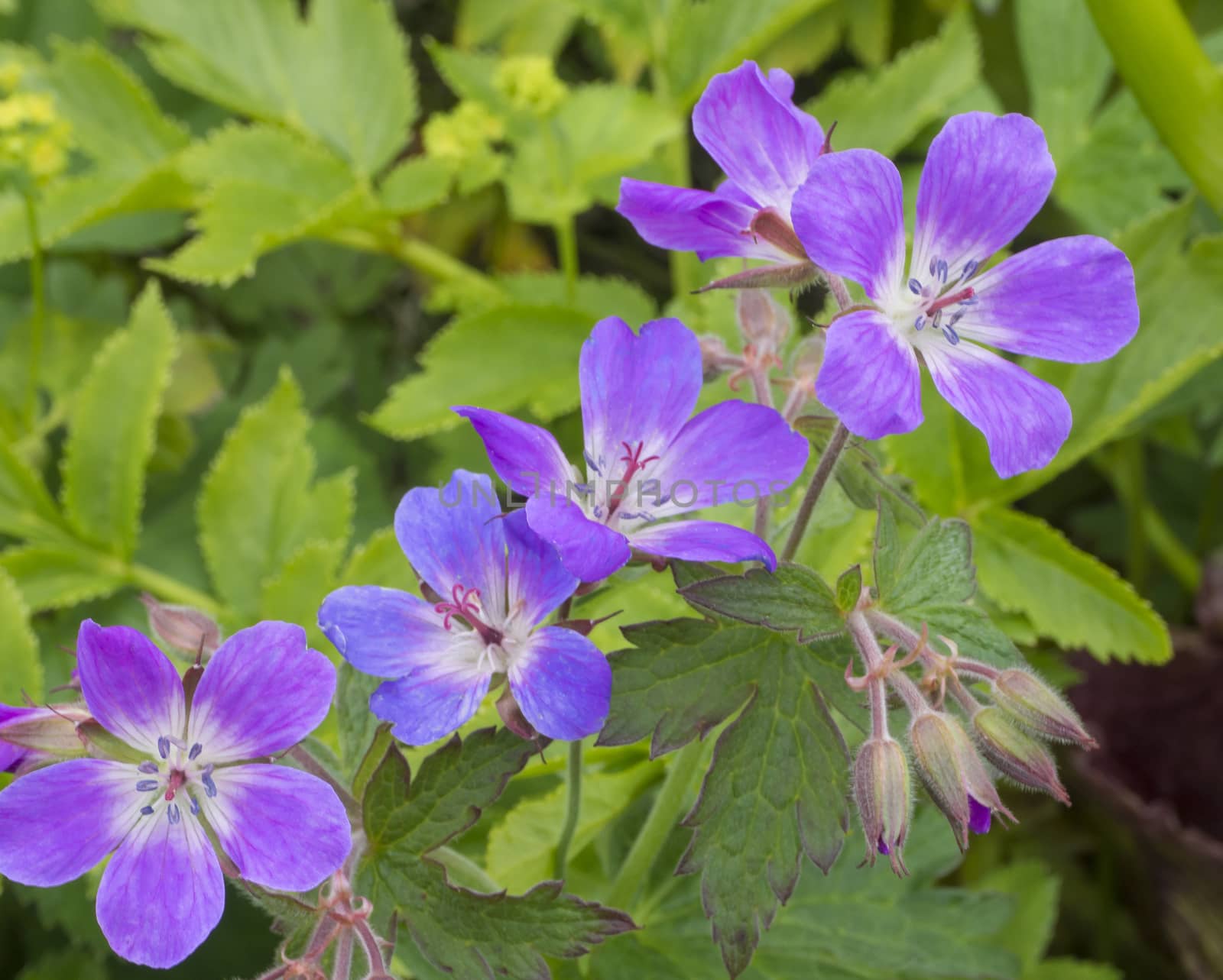 close up pink violet cranesbills (Geranium) flowers and buds, selective focus, vibrant colors