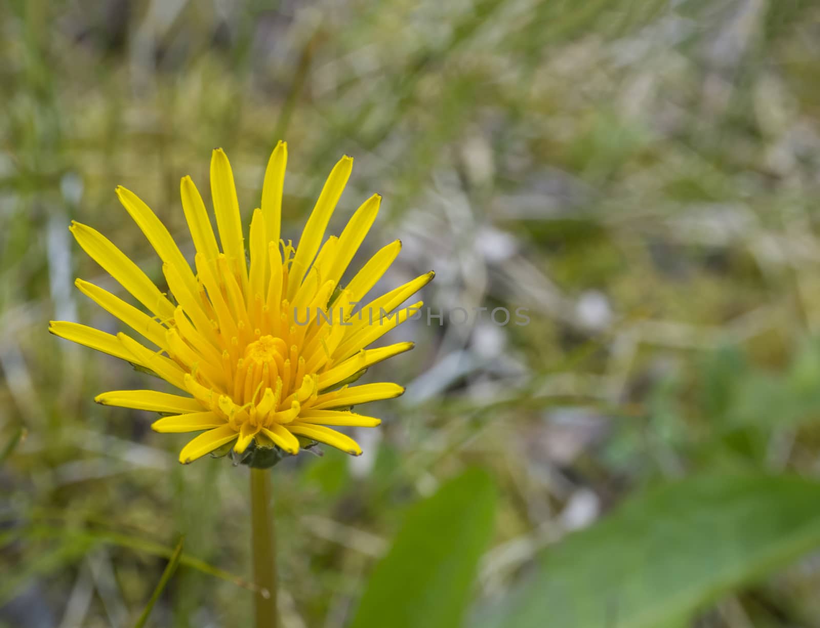 small macro close up single yellow dandelion on lush green bokeh background