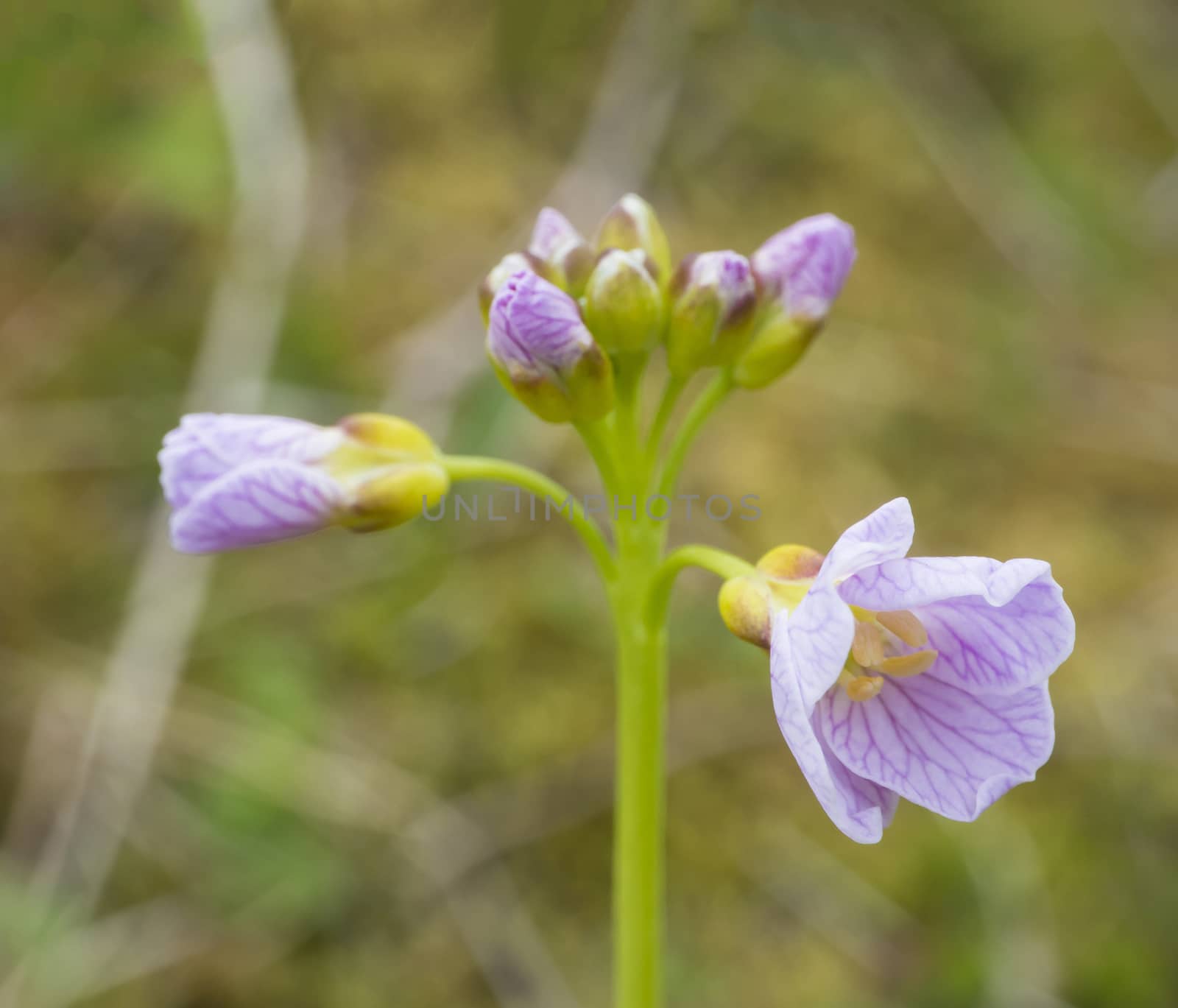 Close up macro blooming pink lilac Cardamine pratensis (cuckooflower, lady's smock, mayflower, or milkmaids) flower on green bokeh background, bright colors by Henkeova