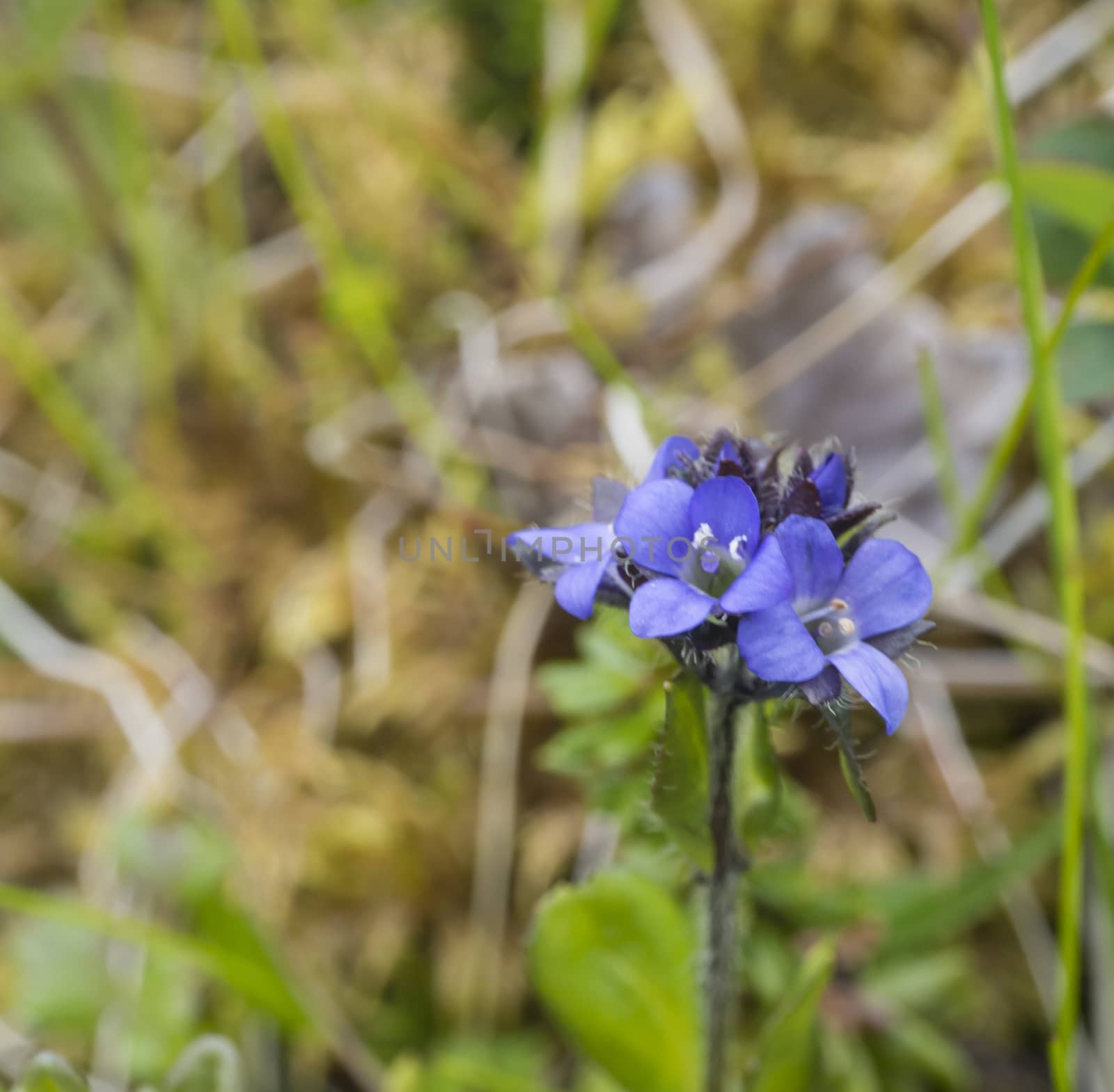 close up gentle small blue bell flowers, selective focus, green background