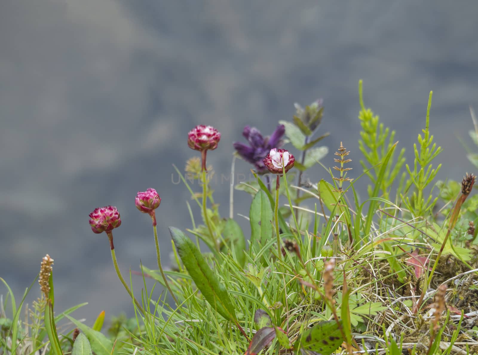 close up northern summer flower Sea pink flower (Armeria maritima), Equisetum and blue lamium green grass meadow in Hornstrandir, west fjords, Iceland, selective focus by Henkeova