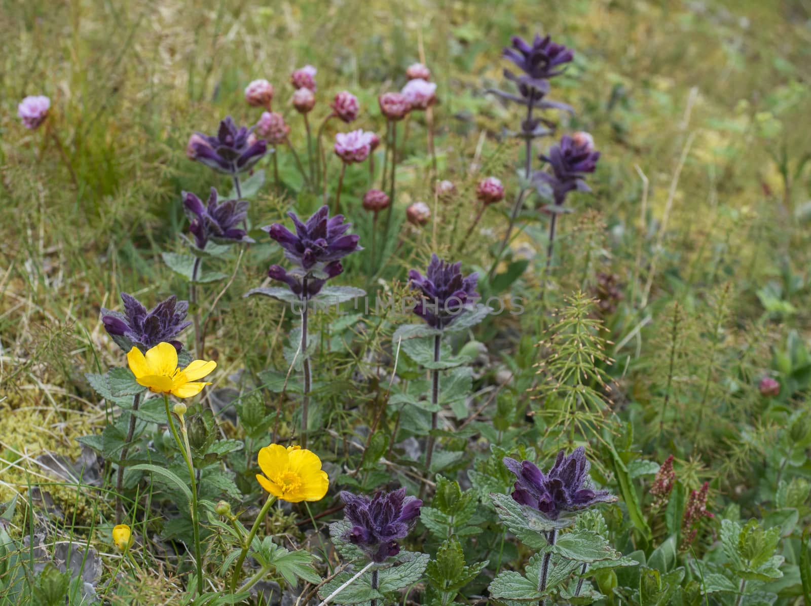 Close up summer flowers on green grass meadow in Hornstrandir, west fjords, Iceland. Pink sea thrift, yellow Buttercup, Equisetum and blue lamium