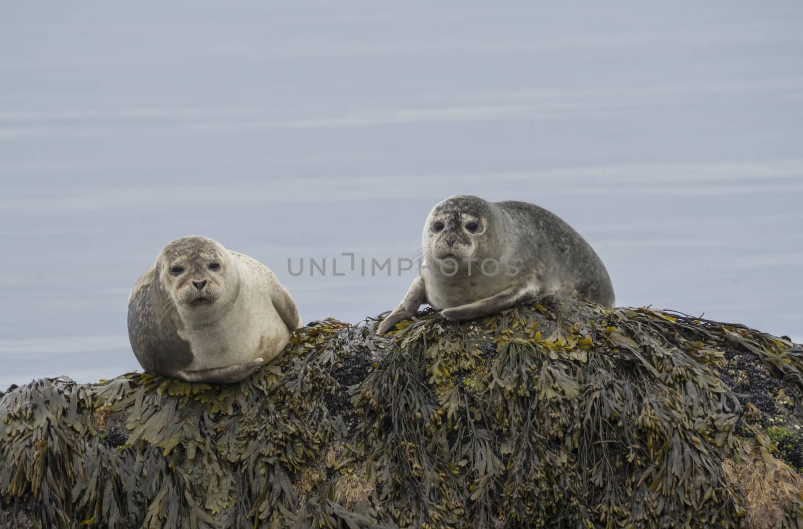 close up harbor seals (Phoca vitulina), male and female sitting on the sea grass covered rock in Iceland, selective focus, copy space