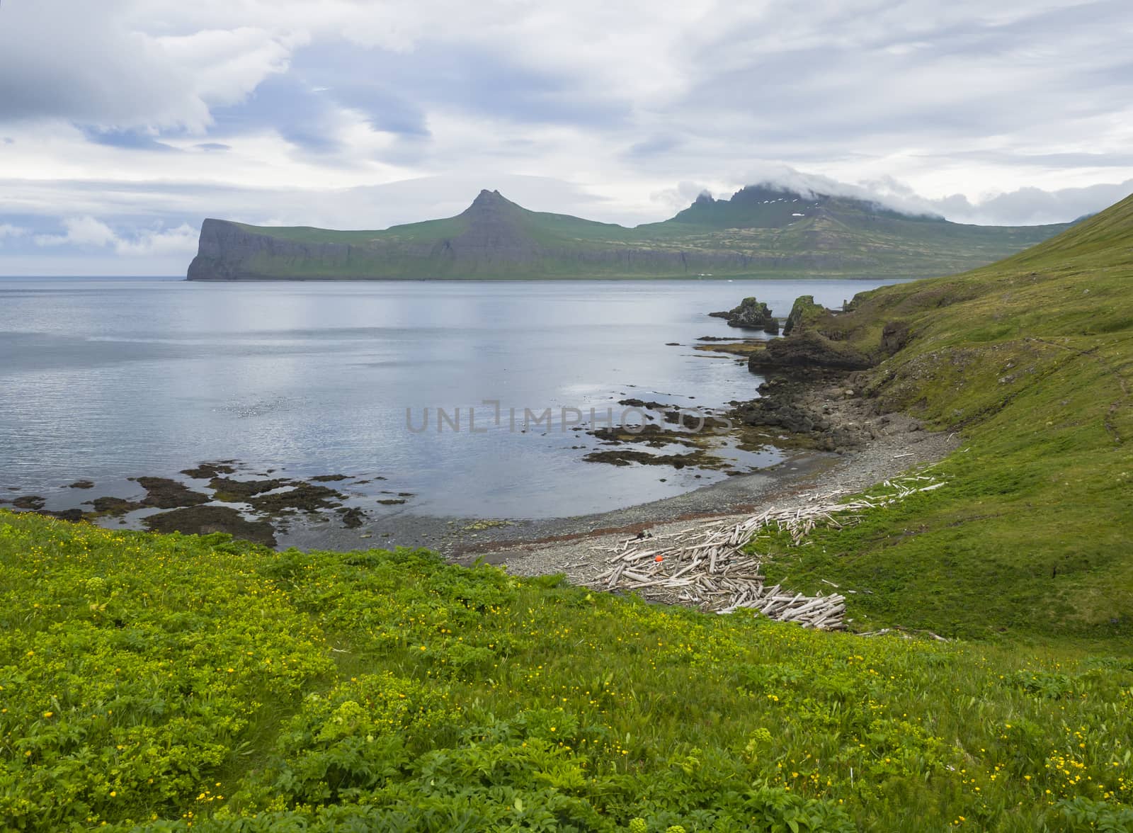 Scenic view on beautiful Hornbjarg cliffs in west fjords, remote nature reserve Hornstrandir in Iceland, with lush green grass meadow, yellow flowers, rocky pebble coast with wooden logs, sea and blue sky clouds by Henkeova