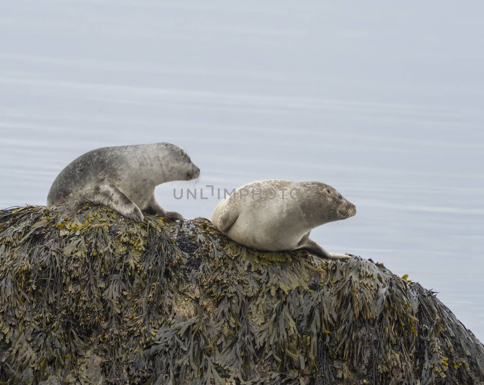 close up harbor seals (Phoca vitulina), male and female sitting on the sea grass covered rock in Iceland, selective focus, copy space