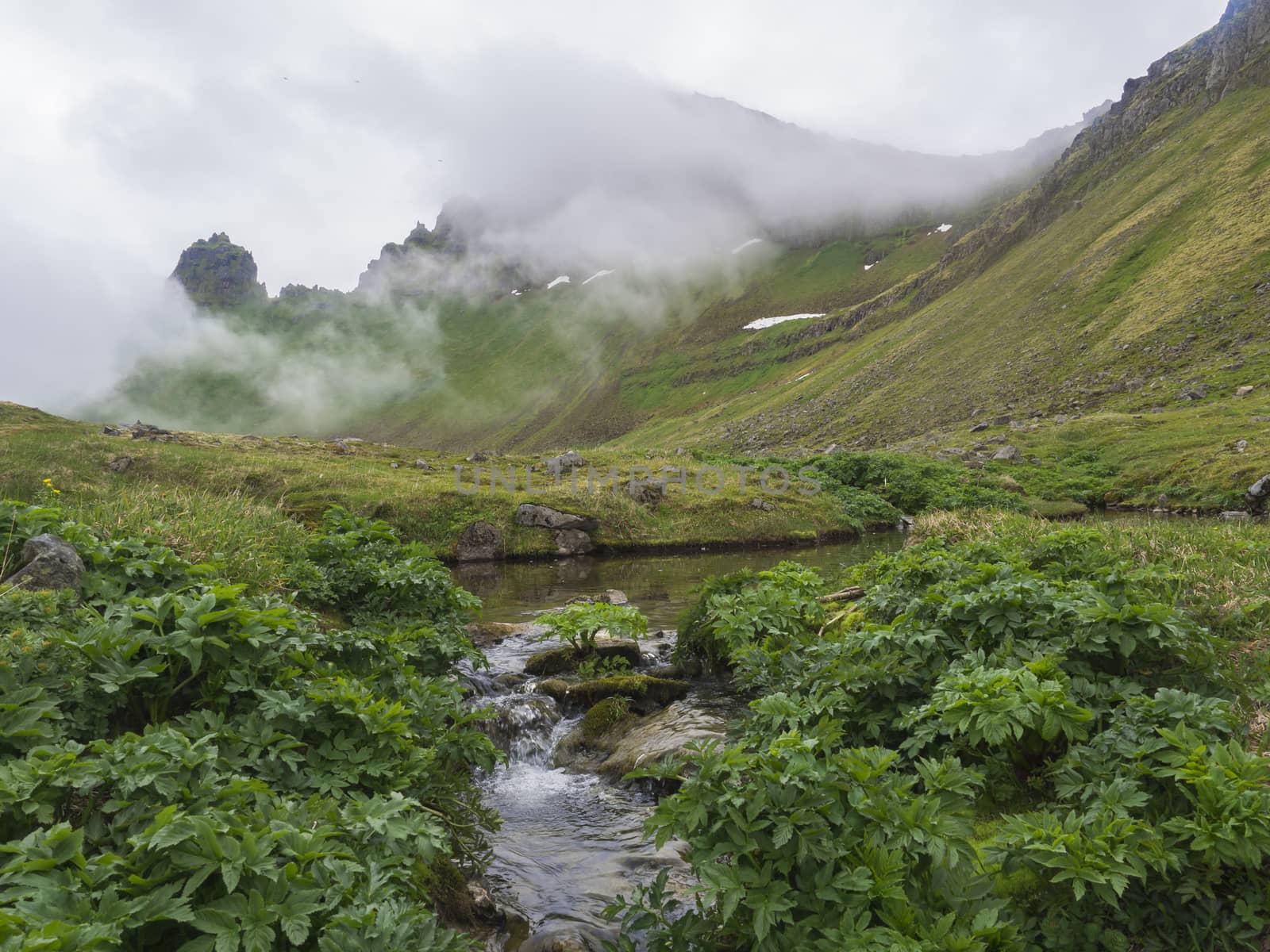 Mysterious view on beautiful king and queen Hornbjarg cliffs in west fjords, remote nature reserve Hornstrandir in Iceland, with lush green misty meadow, water stream with moss and rocks, peak lost in fog