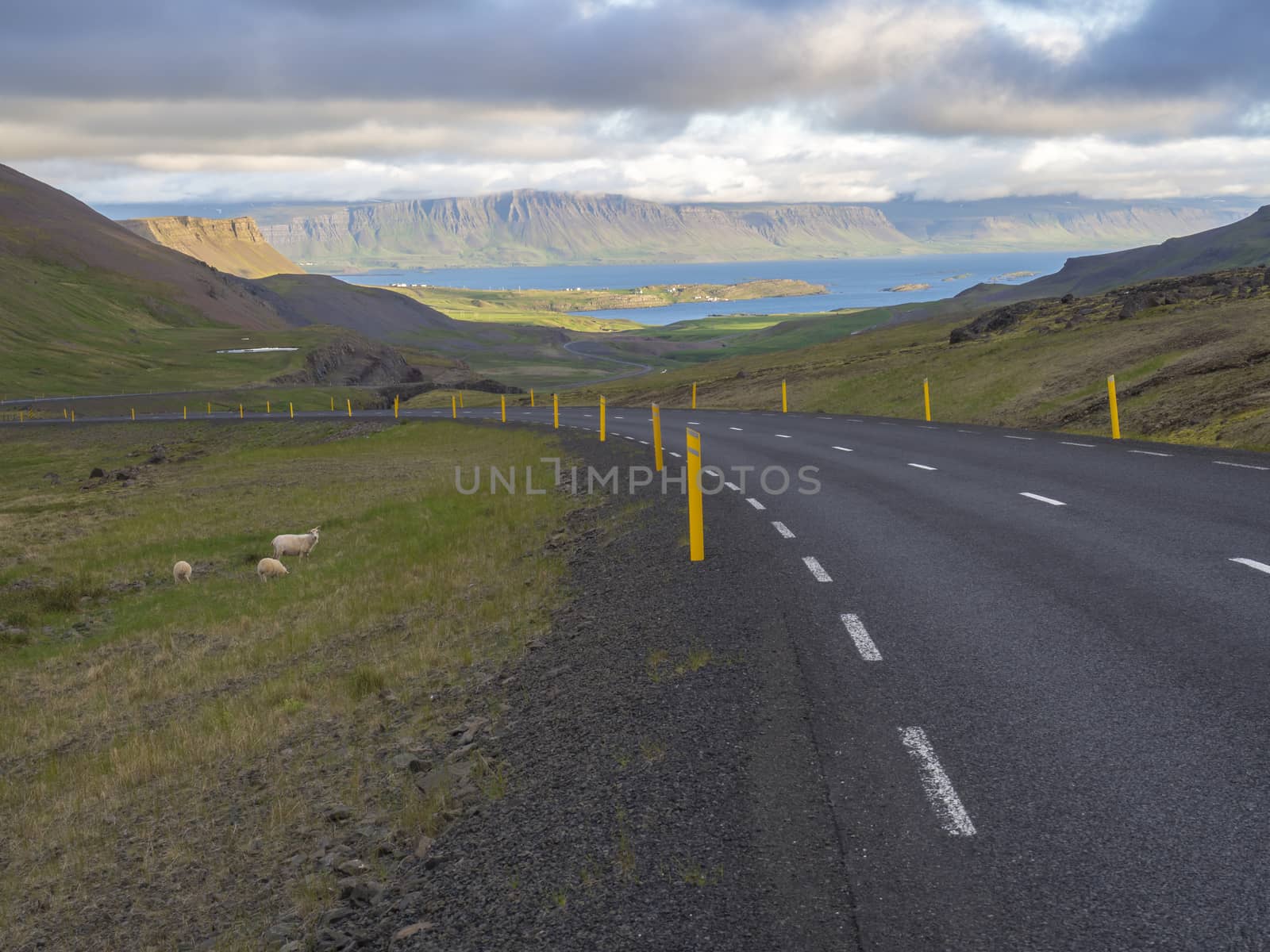 Asphalt road curve through rural north summer landscape with green grass. colorful steep cliffs, sheep and dramatic sky, Iceland western fjords, golden hour light by Henkeova