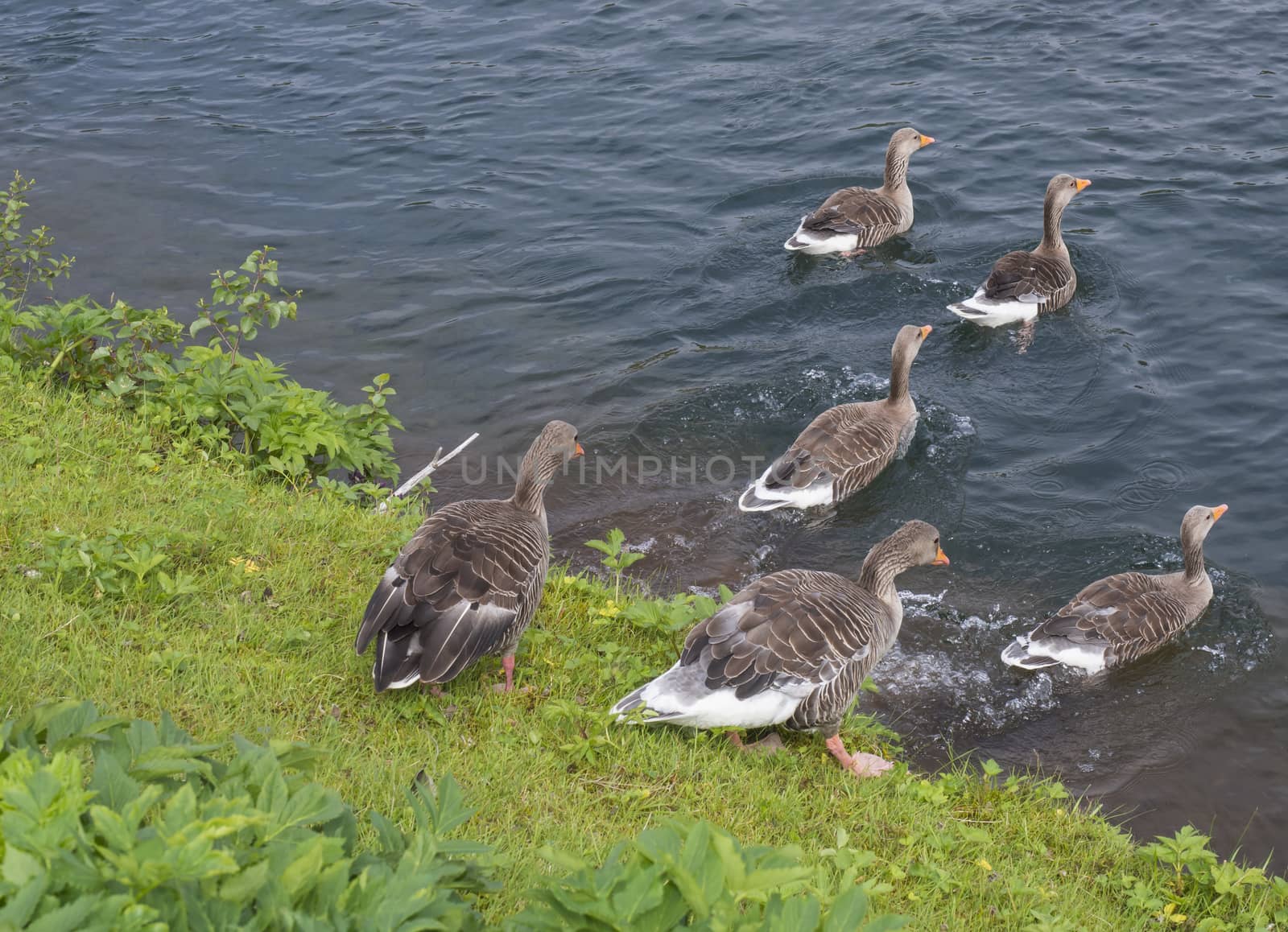 group of greylag goose runnig to the lake at Thingvellir National Park, Iceland, summer.